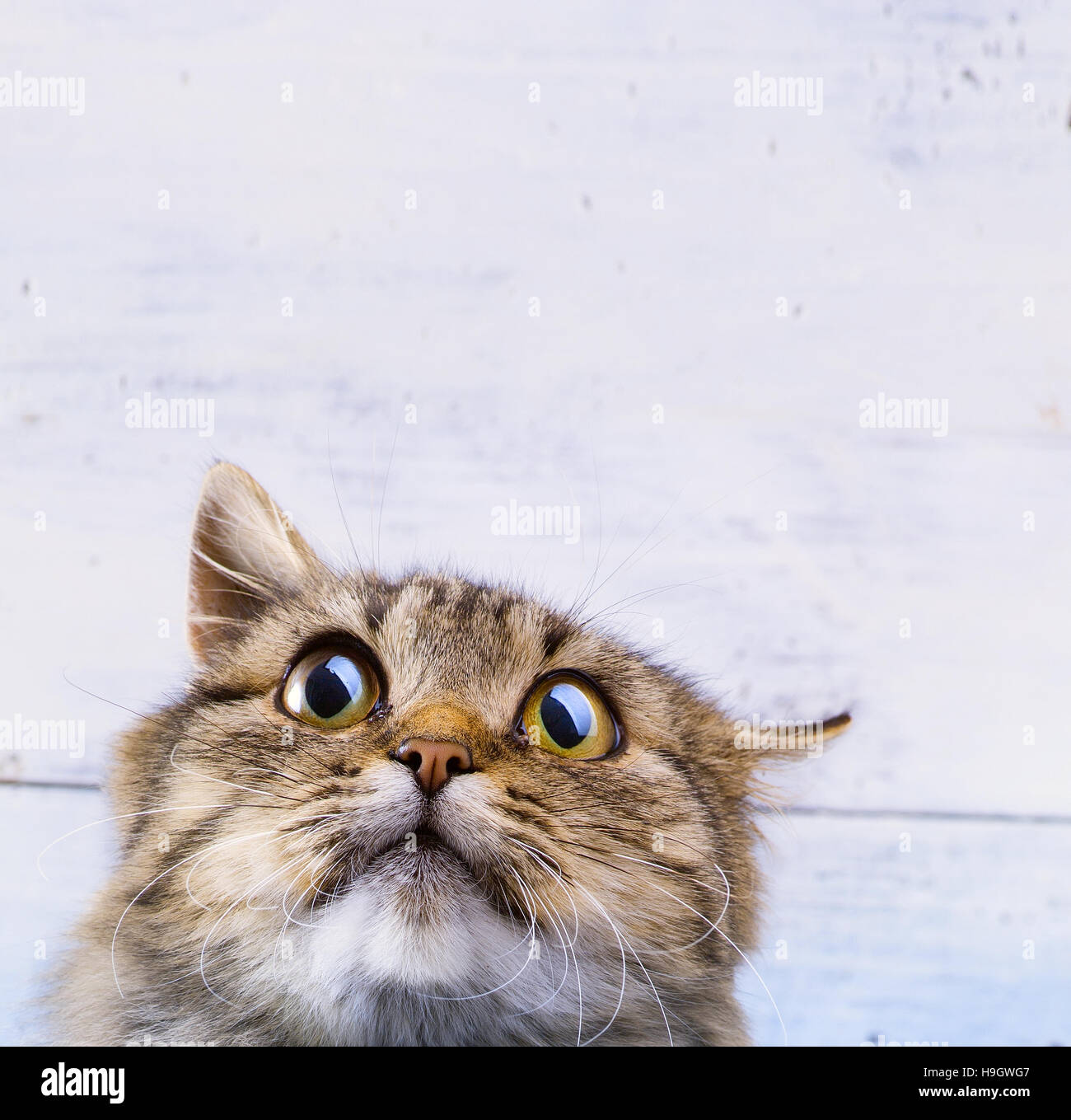 Paura e sorpresa gatto grigio cercando con gli occhi sbarrati su sfondo bianco Foto Stock
