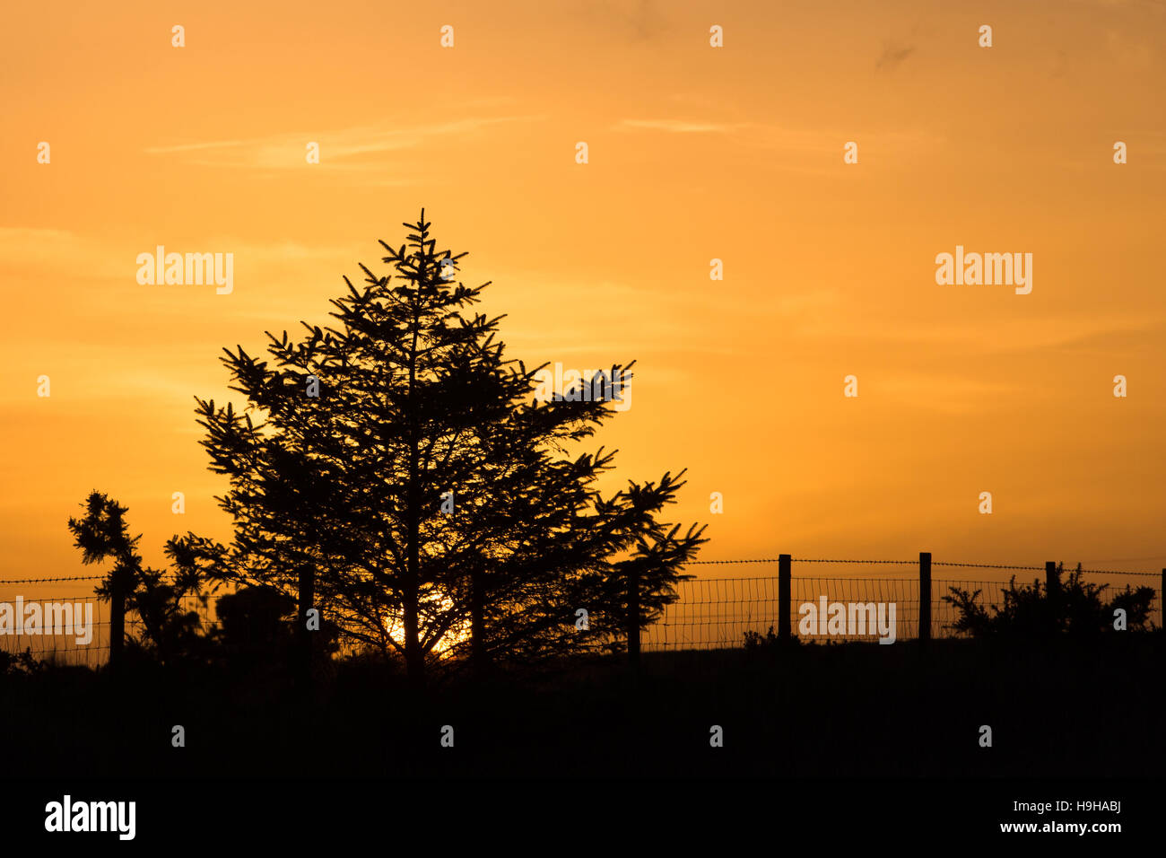 Il sole che tramonta dietro una piccola tipo Christmas tree. Credito: Ian Jones/Alamy Live News Foto Stock