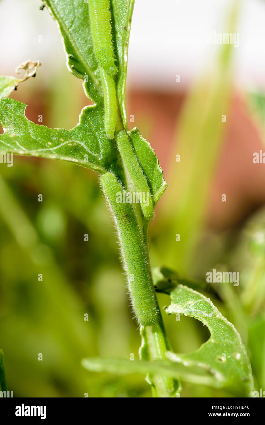 Piccola farfalla bianca caterpillar Sarcococca rapae alimentazione su Charlock Sinapis arvense cavolo selvatico Foto Stock