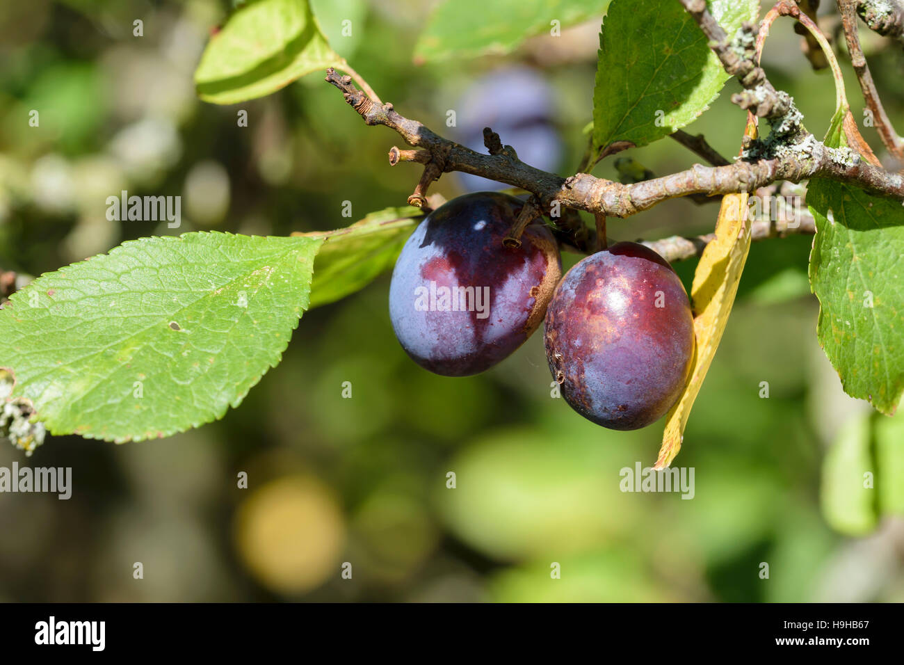 Damson Plum Prunus domestica frutta di piante legnose Foto Stock