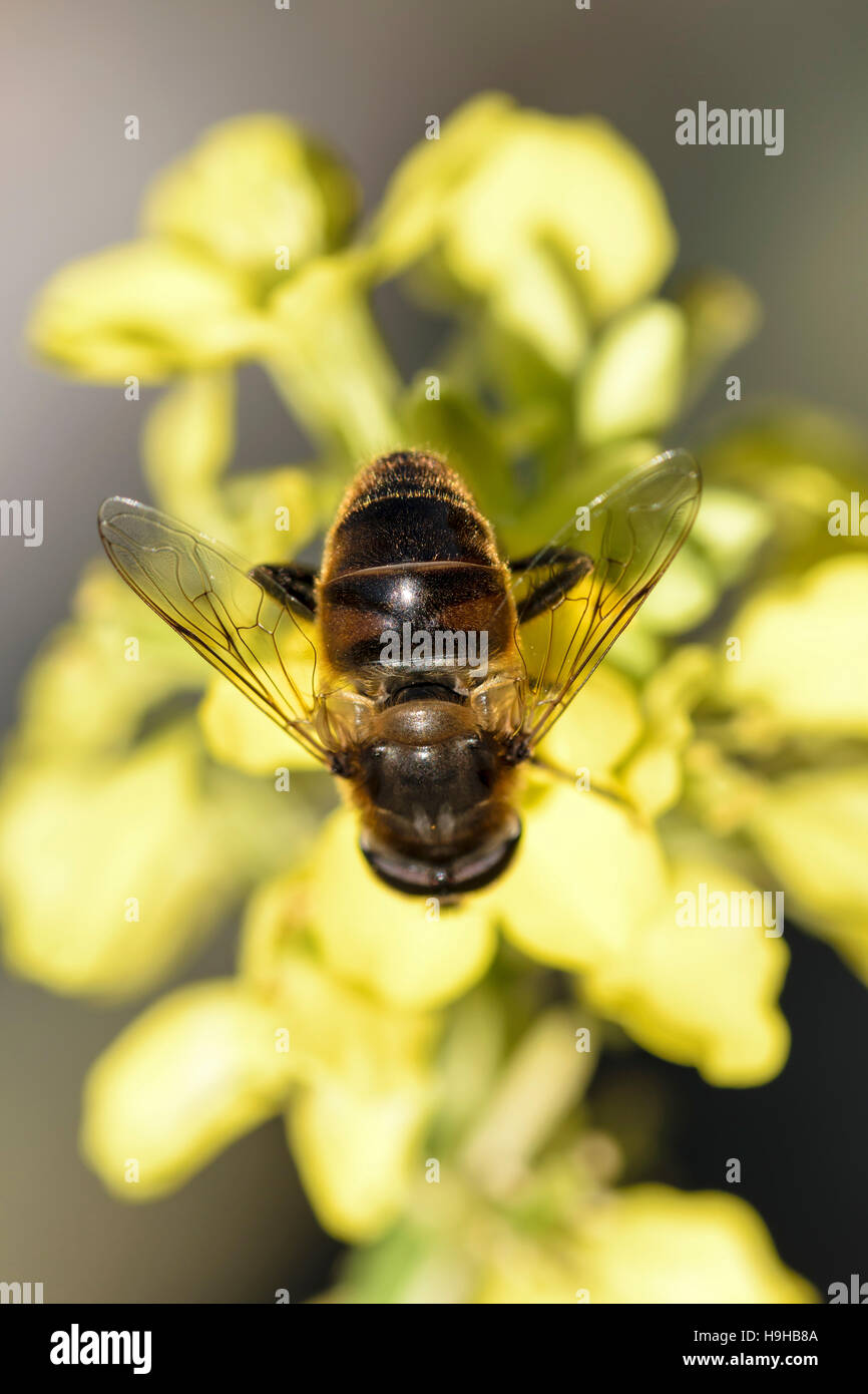 Hover Drone Fly Fly Eristalis tenax alimentando il cavolo selvatico Charlock Sinapis arvense Foto Stock
