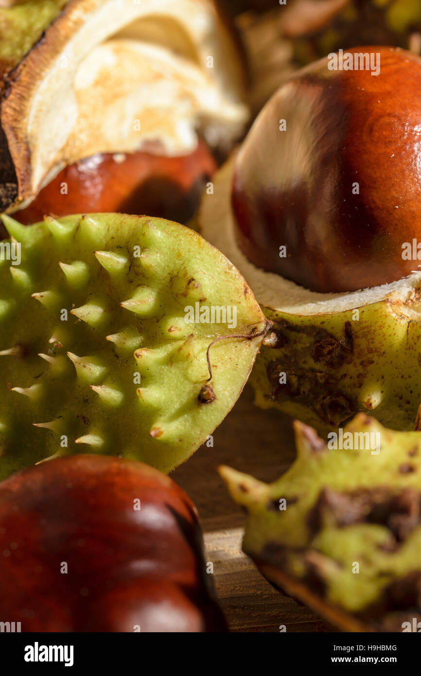 Cavallo castagno Aesculus hippocastanum frutto semi o conkers Foto Stock