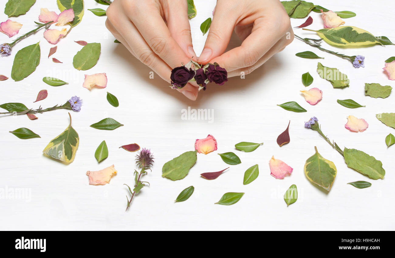 Mani femmina con rose su uno sfondo di petali di fiori e foglie..immagine ispiratrice.tipo piatto, vista dall'alto.fiorai fioraio, desktop, workstation Foto Stock