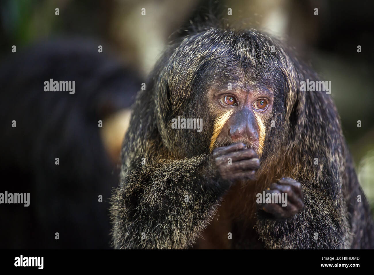 Di fronte bianco-Saki Monkey mangiare Foto Stock