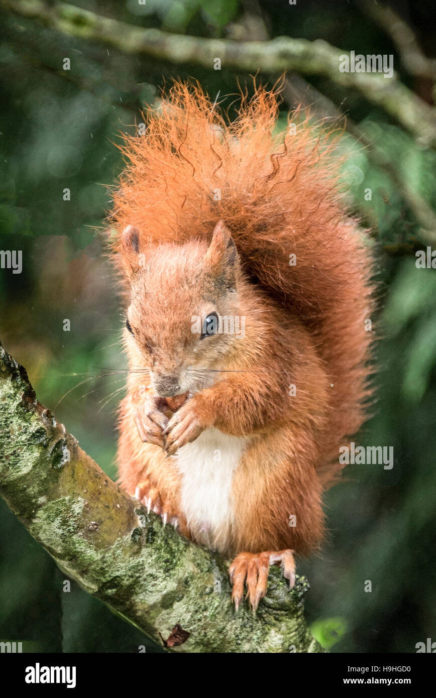 Scoiattolo rosso mangiare seme Foto Stock