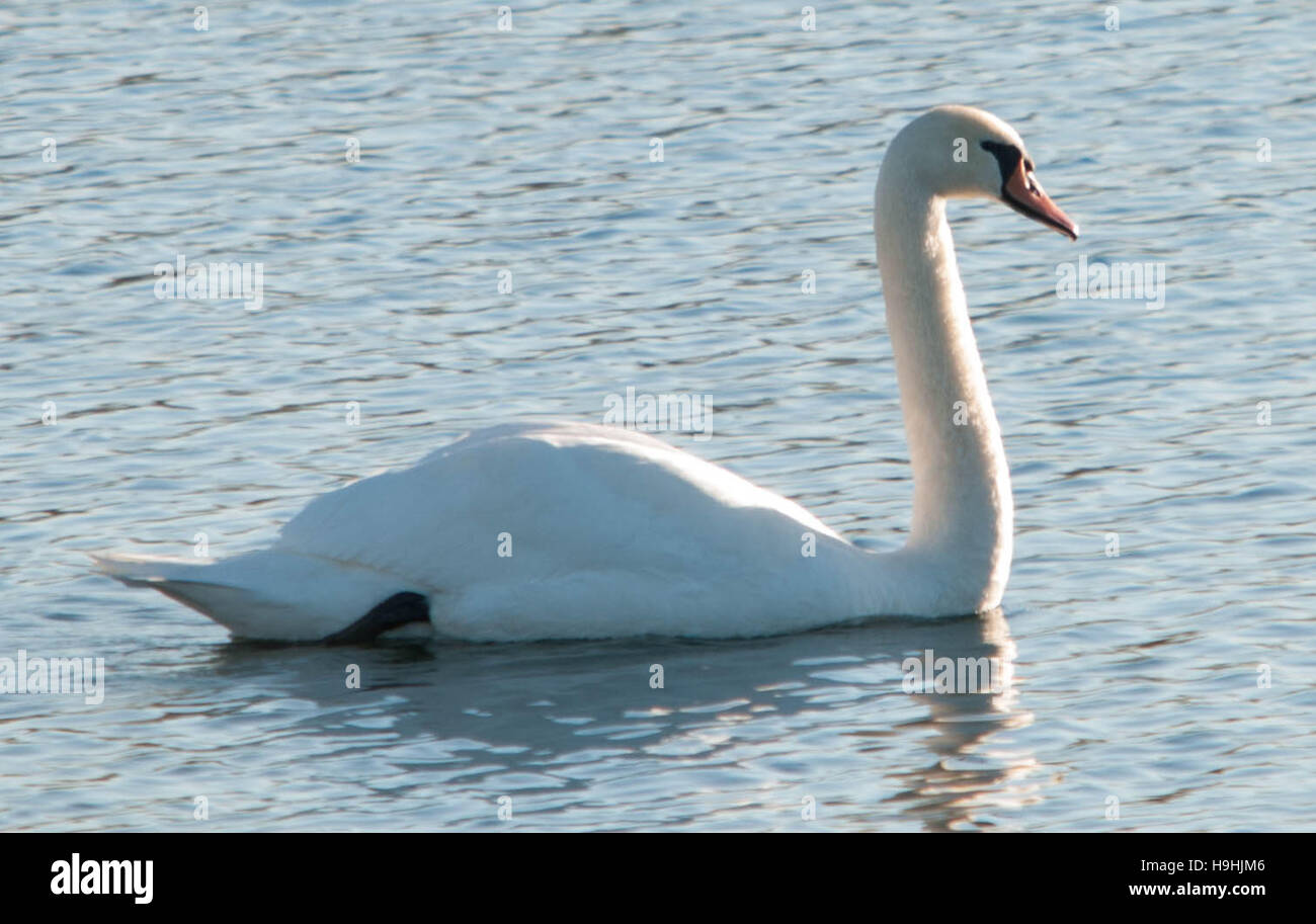 Singola Swan su acqua Foto Stock