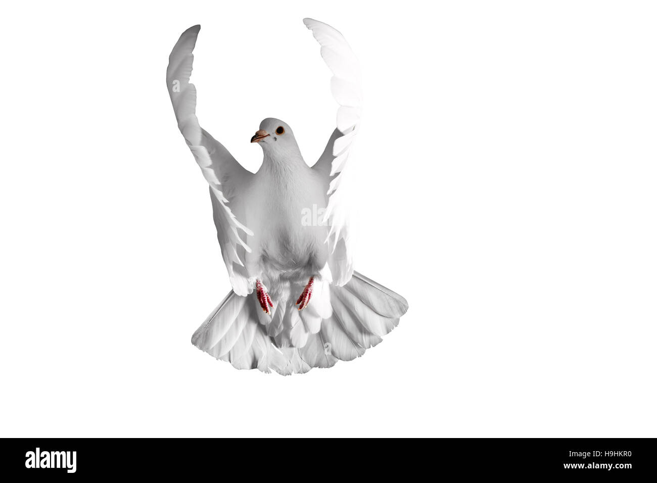 Colomba bianca a volare su uno sfondo Foto Stock