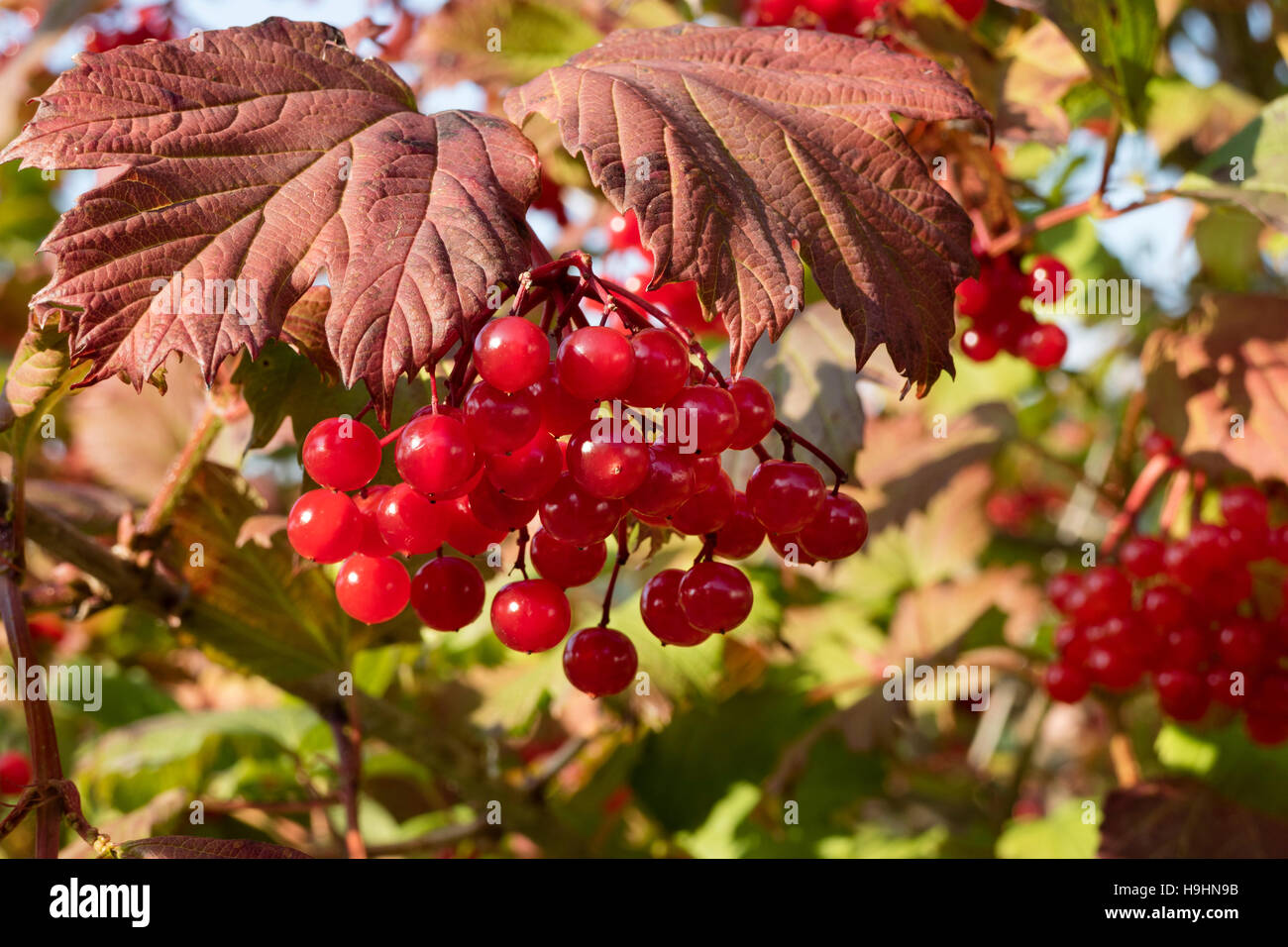 Bacche rosse del viburno-rose in autunno Foto Stock