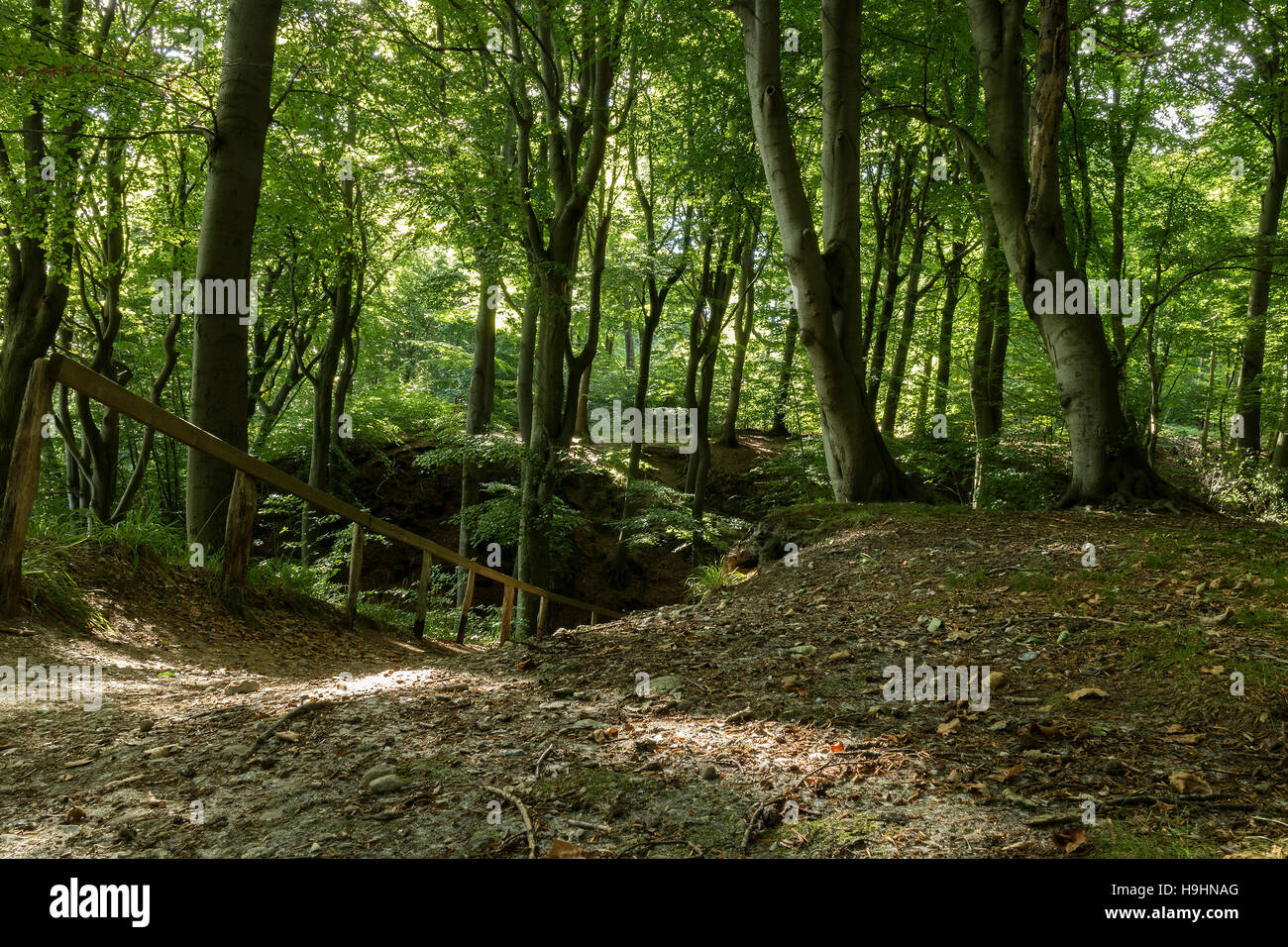 Percorso del gendarme vicino Kollund attraverso la foresta, Danimarca Foto Stock