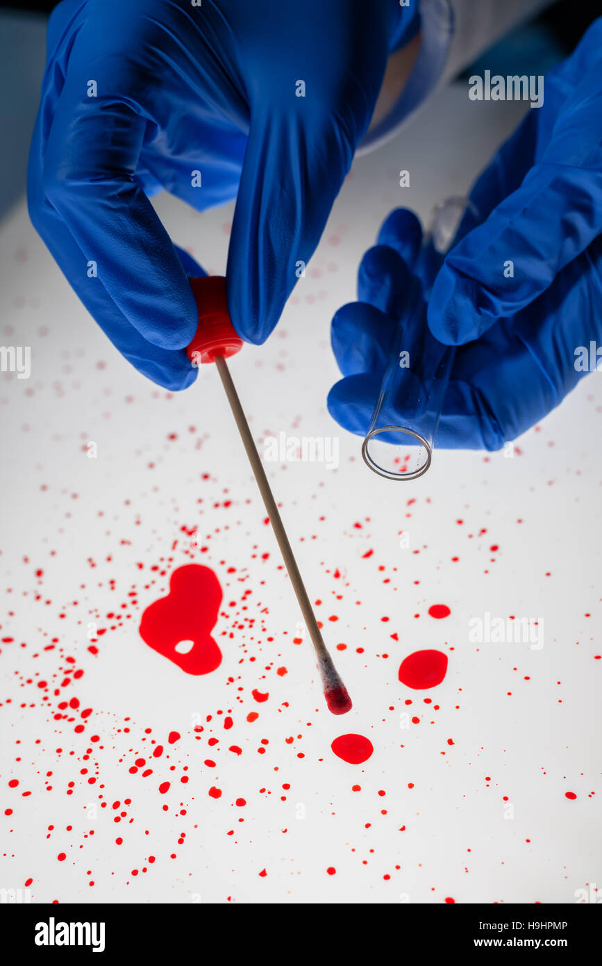 Tecnico forense di prendere un campione di DNA da macchia di sangue con un batuffolo di cotone su assassinio della scena del crimine Foto Stock