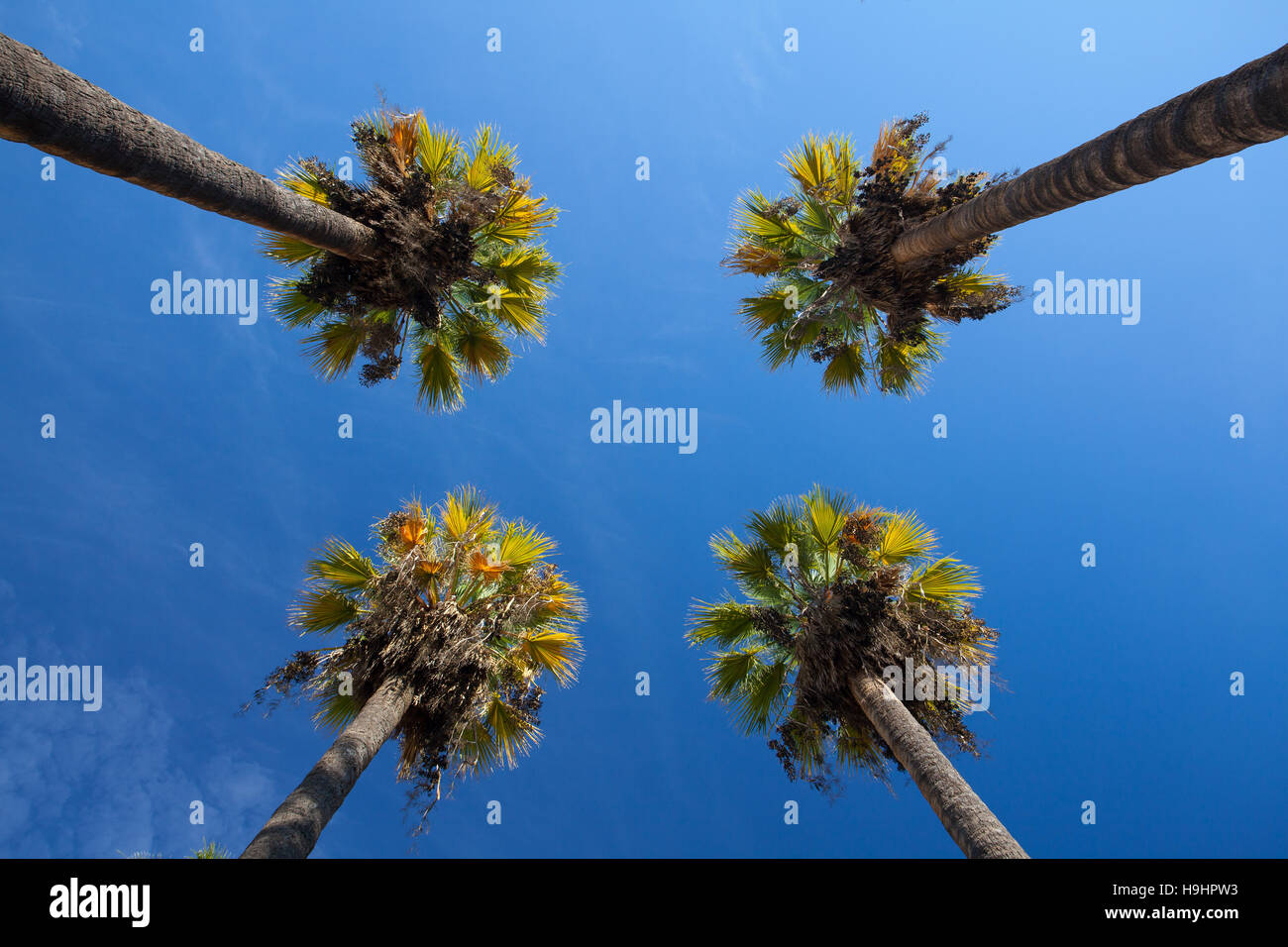 Nizza quattro palme nel cielo blu. Data palme.vista prospettica dal pavimento in alto Foto Stock