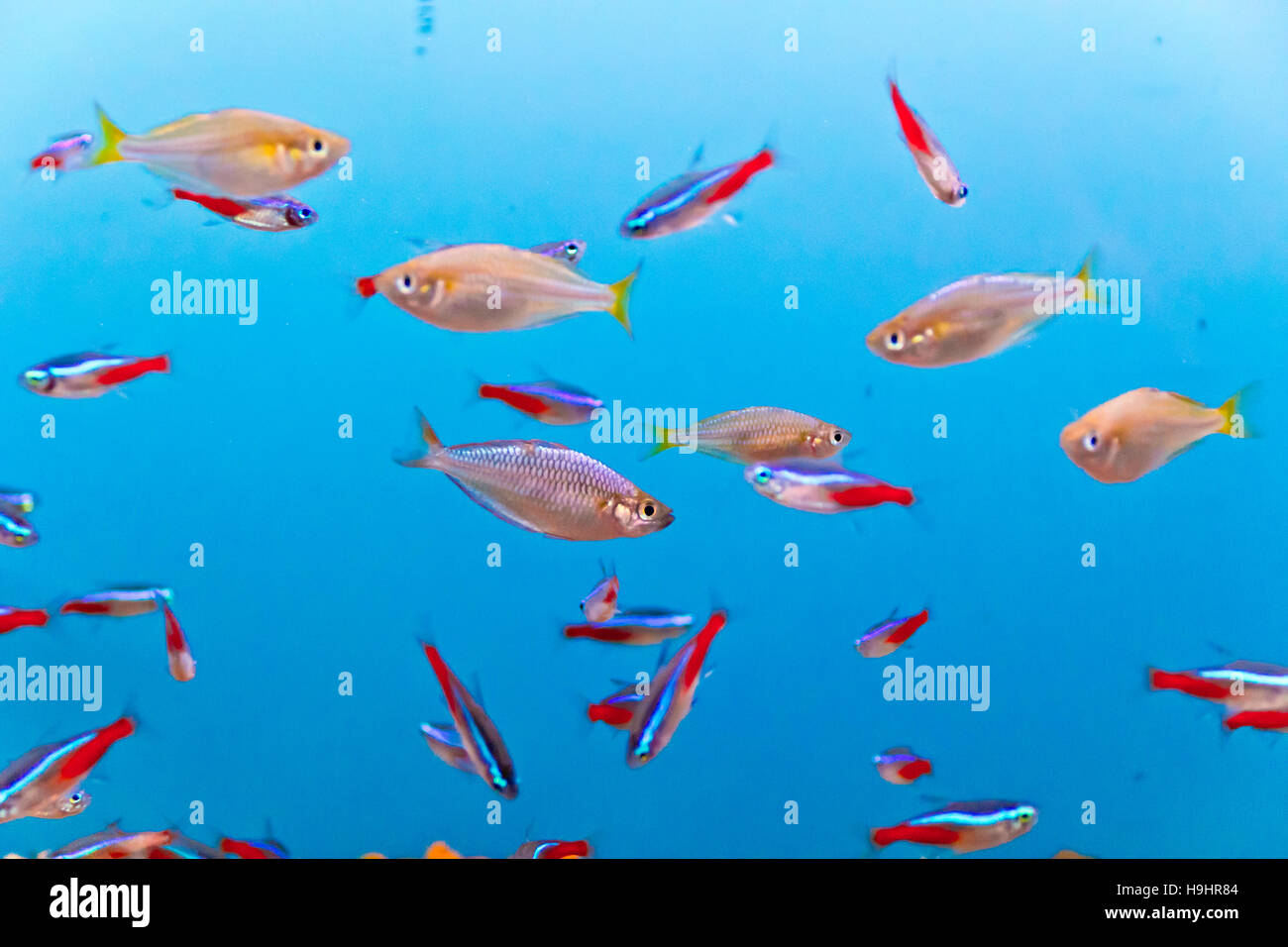 Foto di pesci di acquario di acqua blu Foto Stock