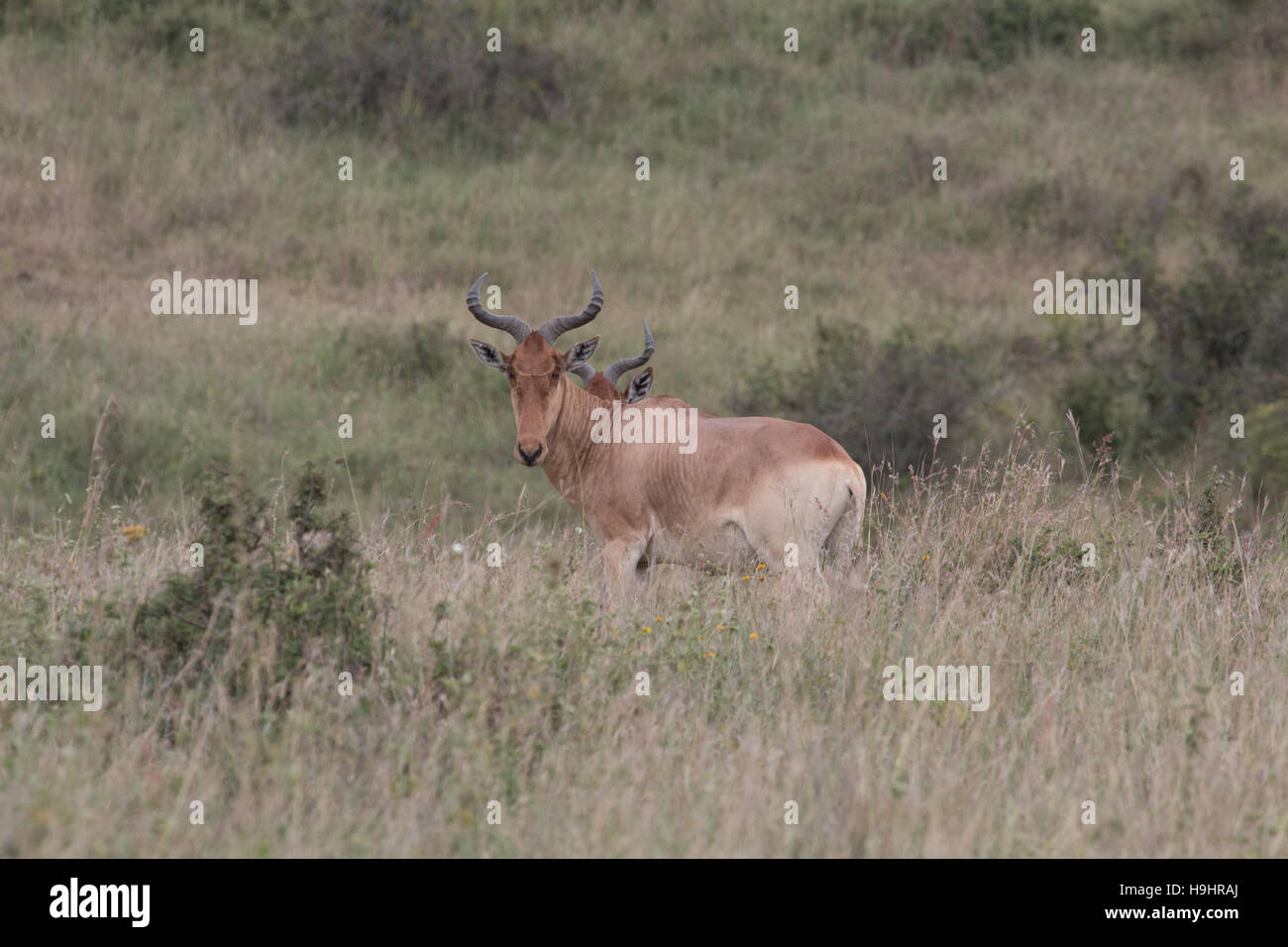 Pieno colpo di tsessebe Foto Stock