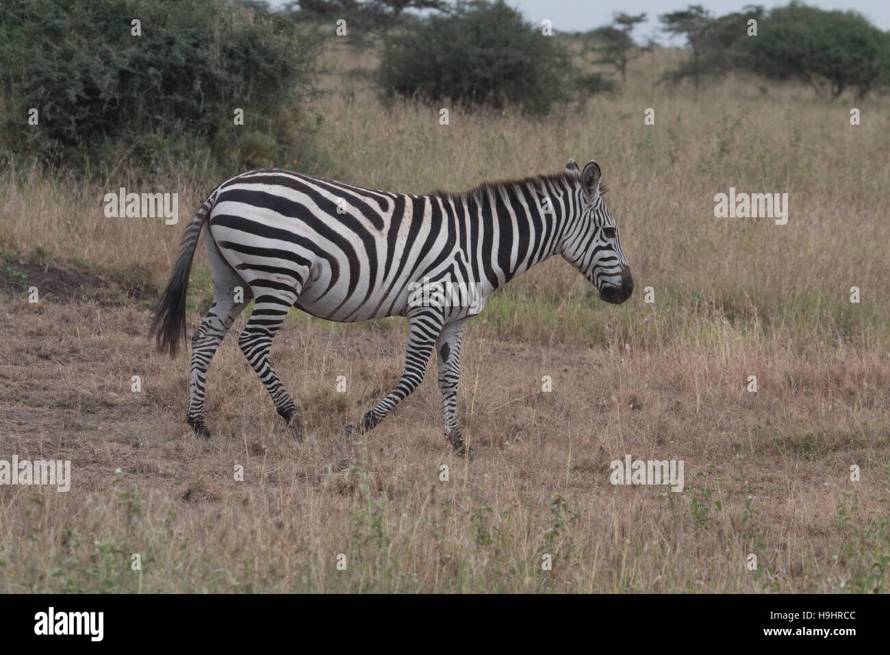 Un piccolo colpo di zebra nel parco nazionale di Nairobi, Kenya Foto Stock