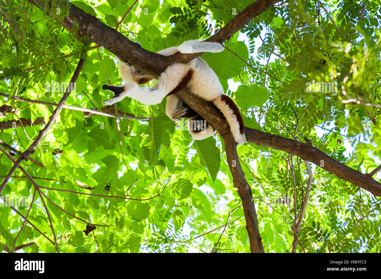 Madagascar, Ankarafantsika sifaka lemur sul ramo di albero Foto Stock