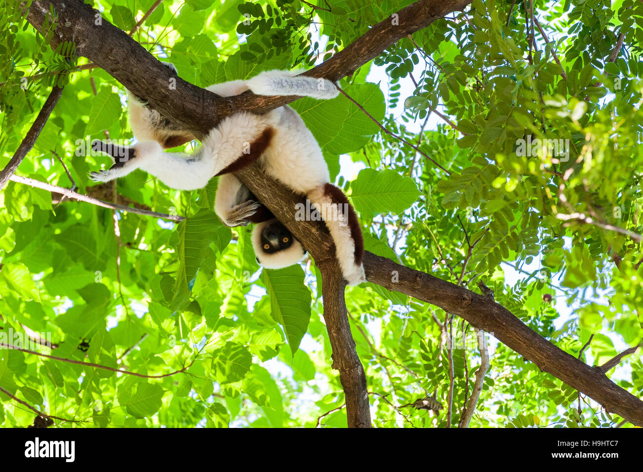 Madagascar, Ankarafantsika sifaka lemur sul ramo di albero Foto Stock