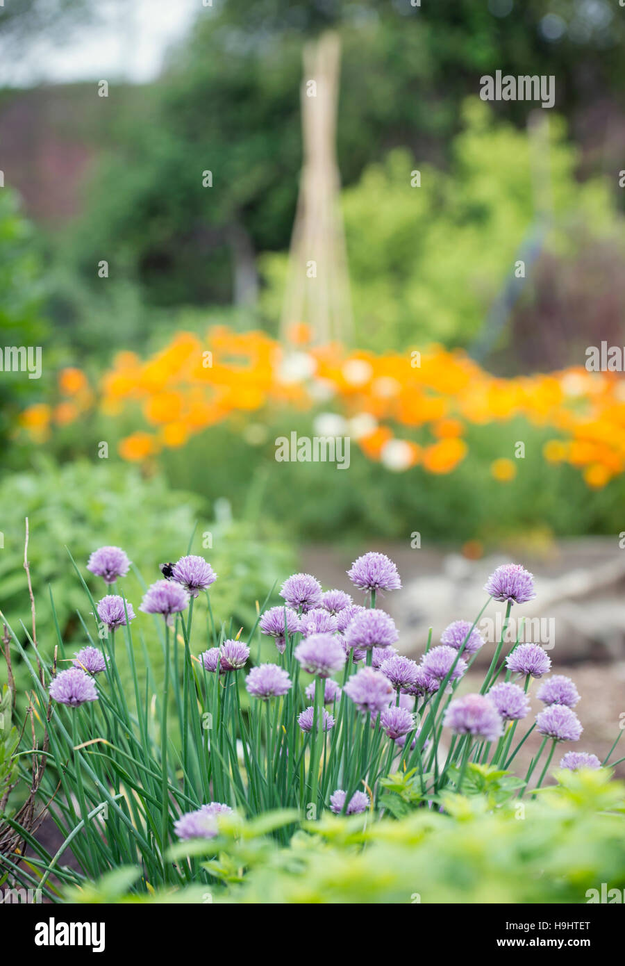La Collina Dorata comunità progetto giardino a Bristol REGNO UNITO Foto Stock