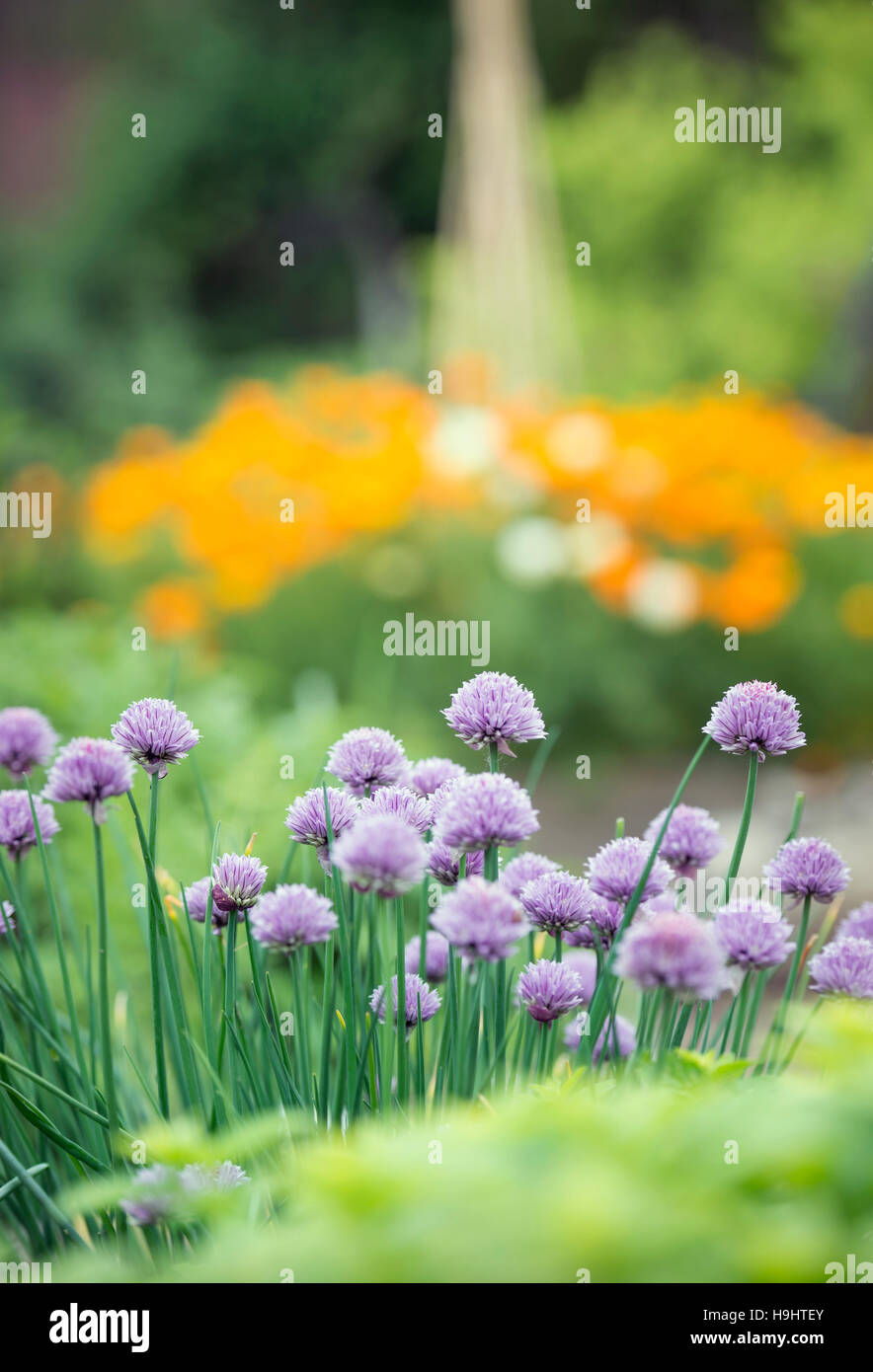 Erba cipollina al Golden Hill comunità progetto giardino a Bristol REGNO UNITO Foto Stock