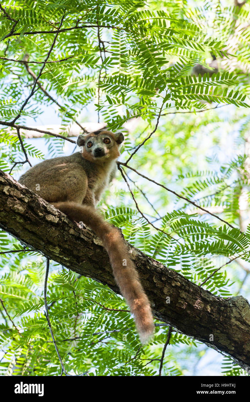 Madagascar, Ankarana, coronata Lemur nella struttura ad albero Foto Stock