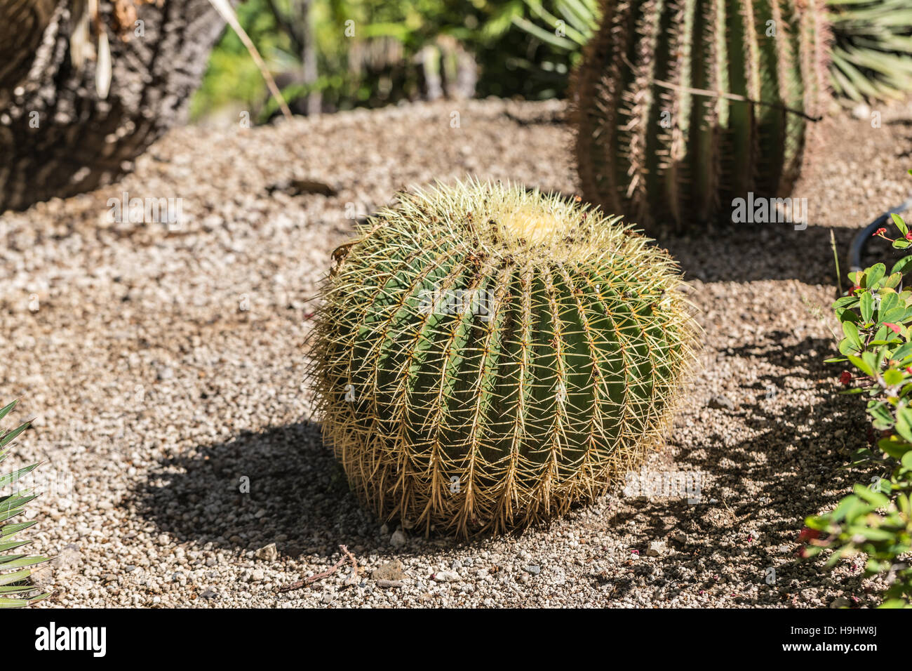 Golden barrel cactus Foto Stock