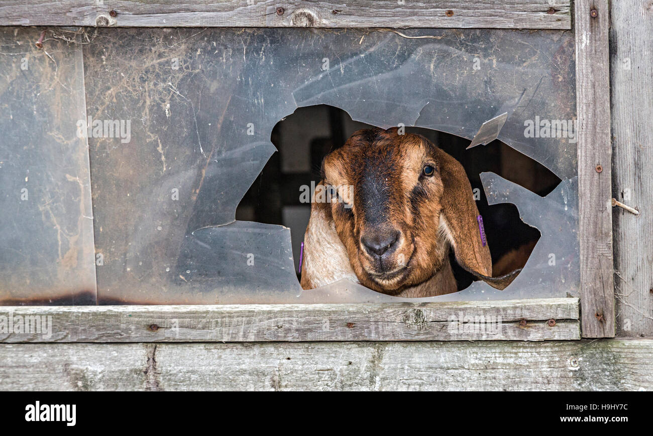 Capra guardando attraverso il vetro rotto sulla fattoria, REGNO UNITO Foto Stock