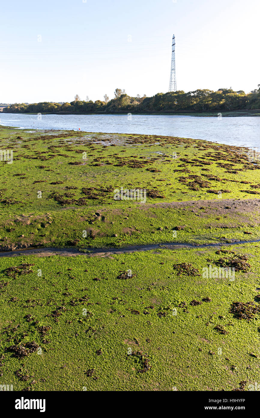 Coperti di fango con alghe a bassa marea sul fiume Medina, Isle of Wight, Regno Unito Foto Stock