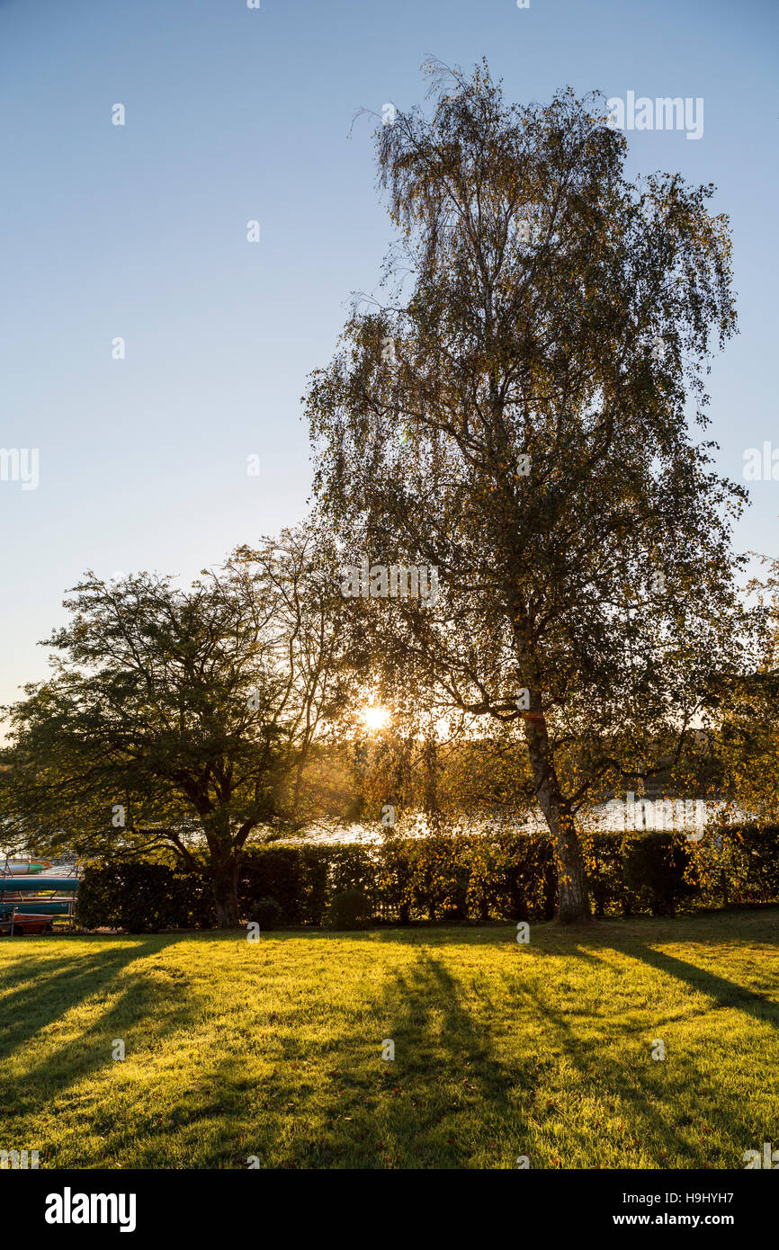 Sunrise attraverso foglie di albero, Isle of Wight, Regno Unito Foto Stock
