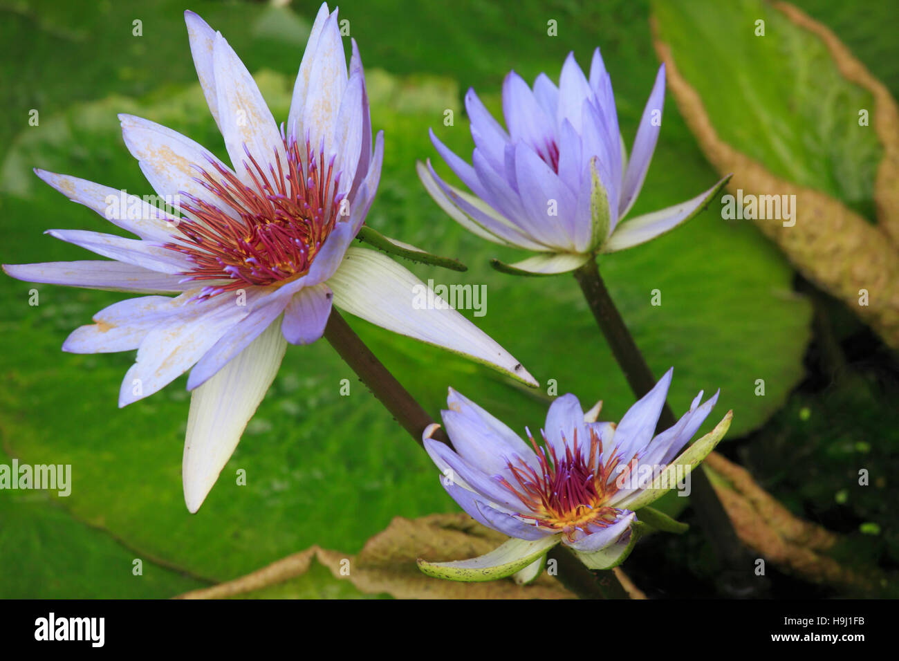 Cina, Zhejiang, Hangzhou, West Lake, fiori di loto, Foto Stock