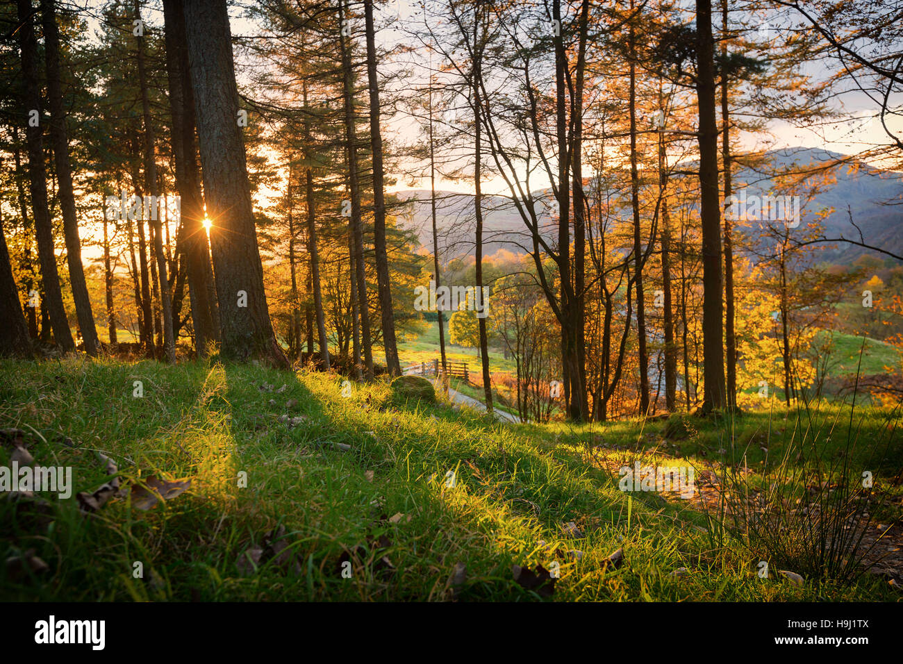 I larici retro illuminato dal sole al tramonto in una foresta a Tarn Hows nel distretto del lago, Inghilterra. Foto Stock