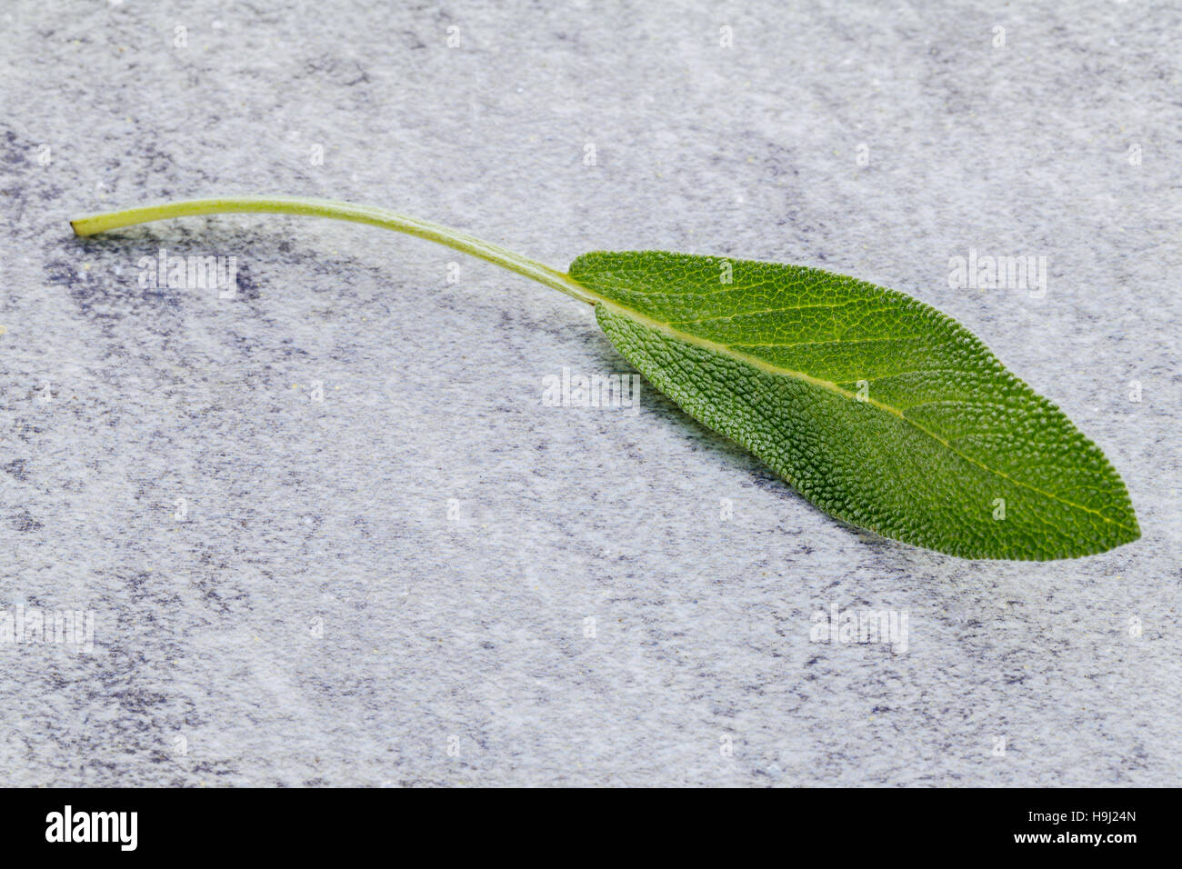Closeup foglie di salvia fresca su sfondo di pietra. La medi alternativi Foto Stock