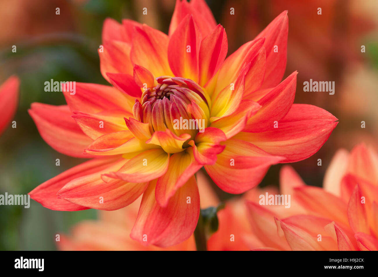 DAHLIA KARMA FIESTA Foto Stock