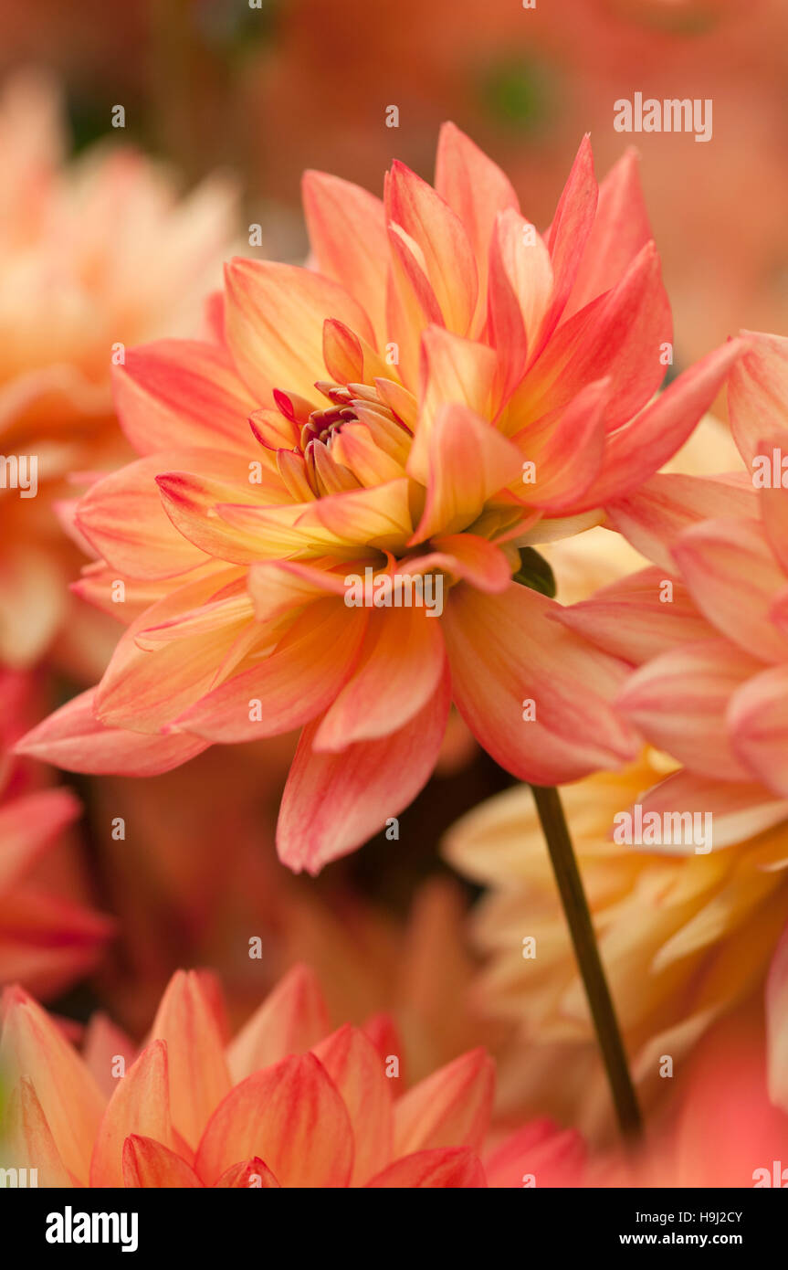 DAHLIA KARMA FIESTA close up ritratto Foto Stock