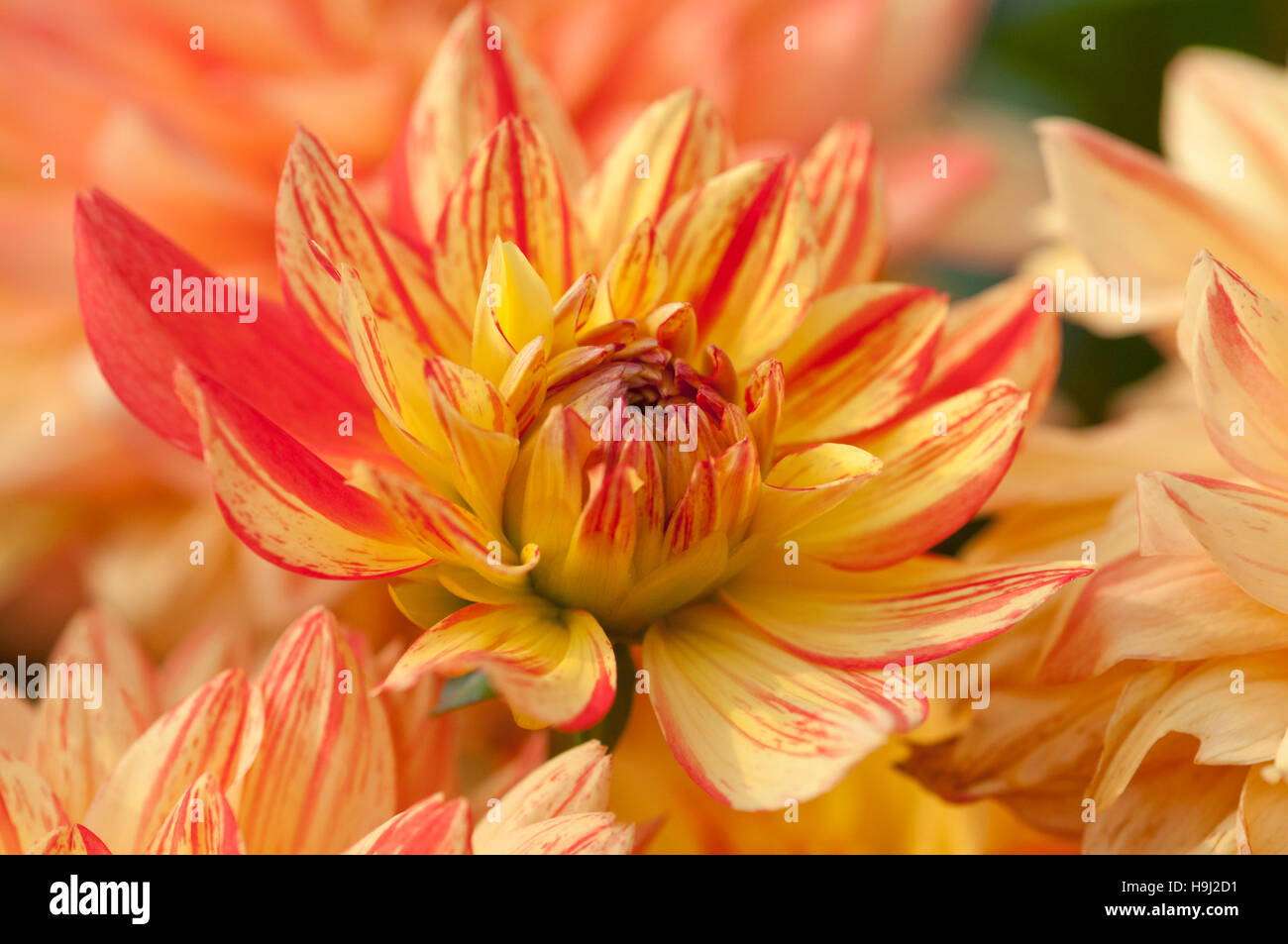 DAHLIA KARMA FIESTA close up ritratto Foto Stock