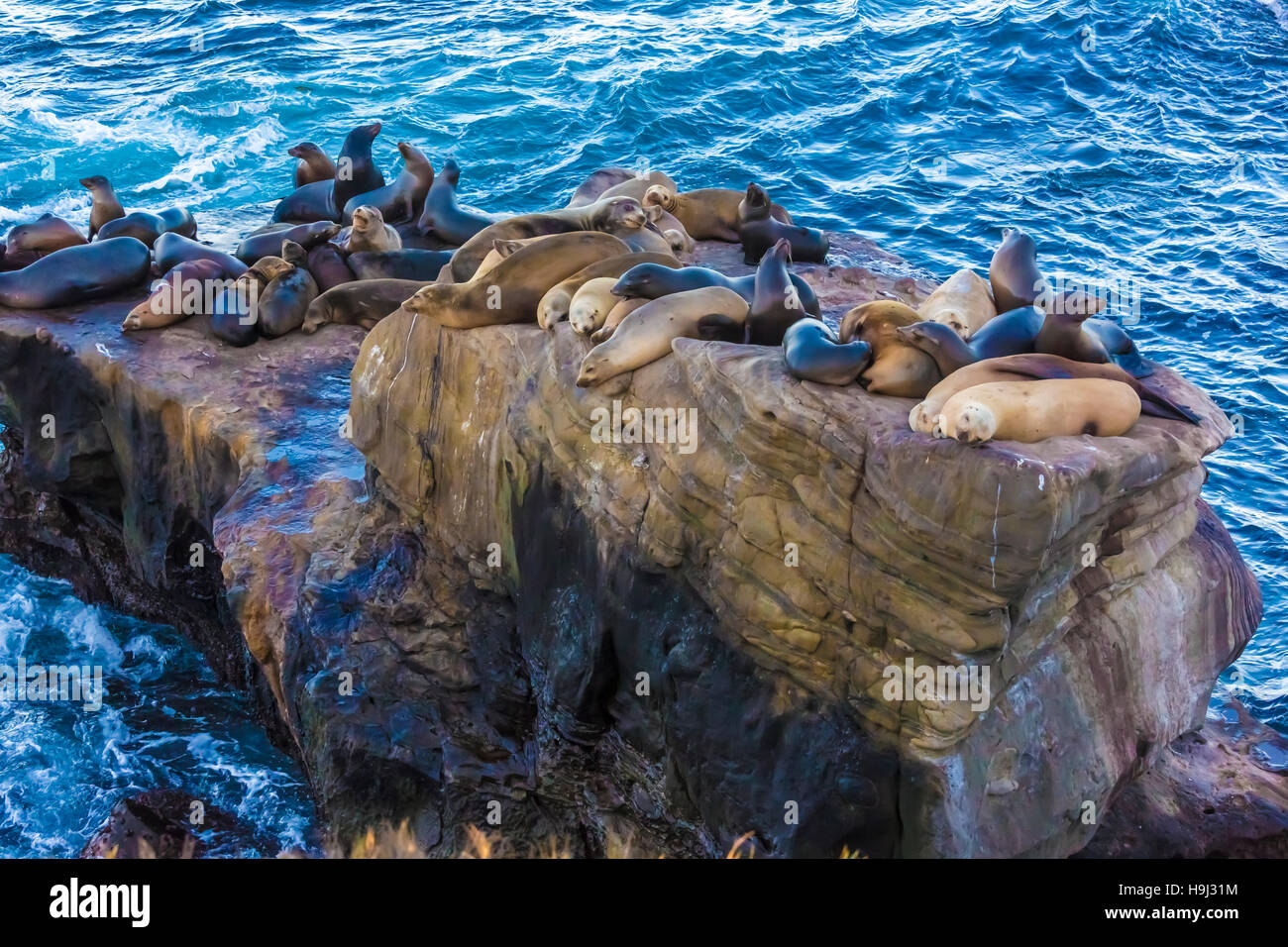 I leoni di mare sulla roccia in oceano Pacifico a La Jolla Cove, San Diego CA Foto Stock