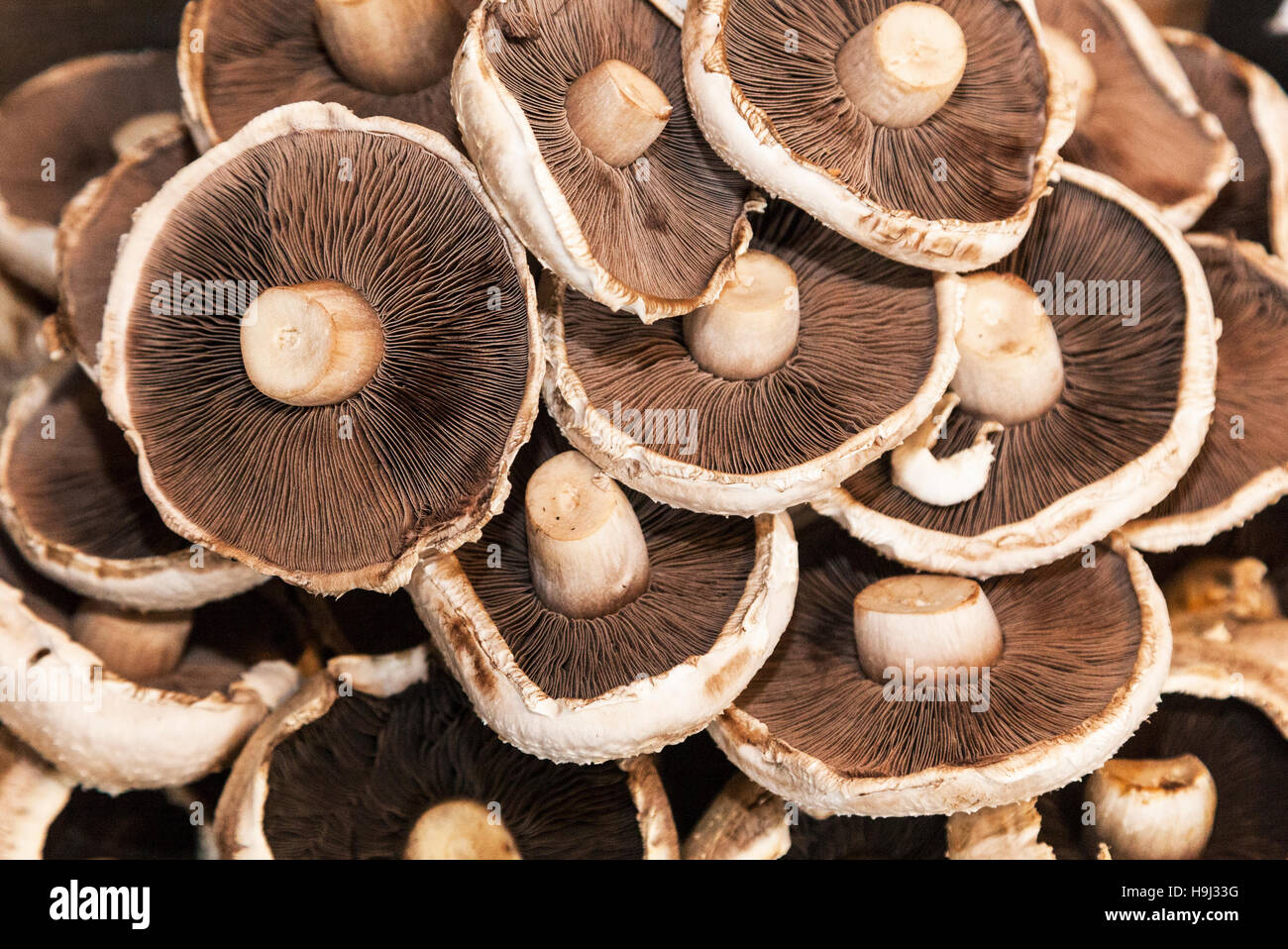 La parte inferiore di funghi freschi Foto Stock