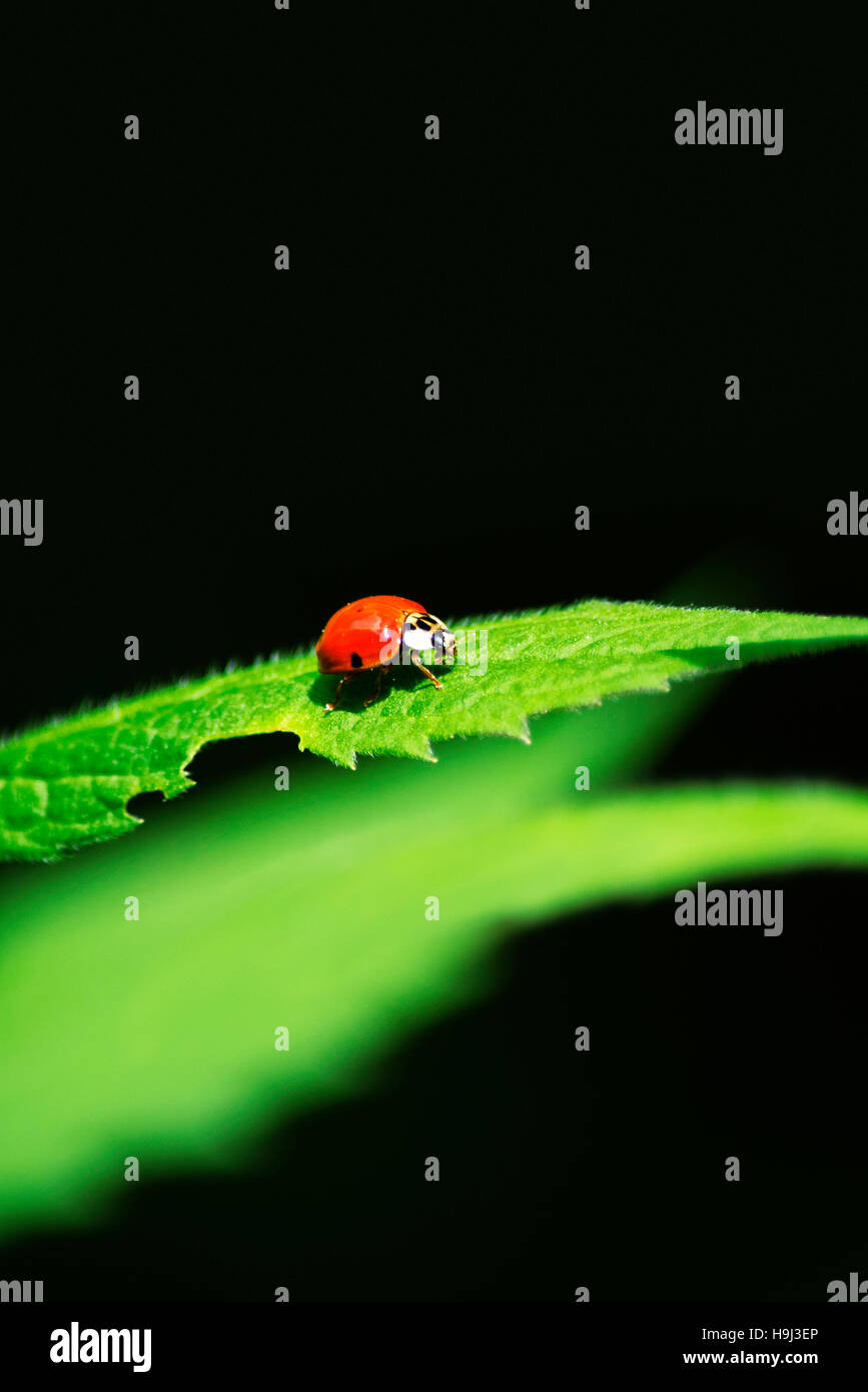 Little Red Ladybug isolati su foglia verde Foto Stock