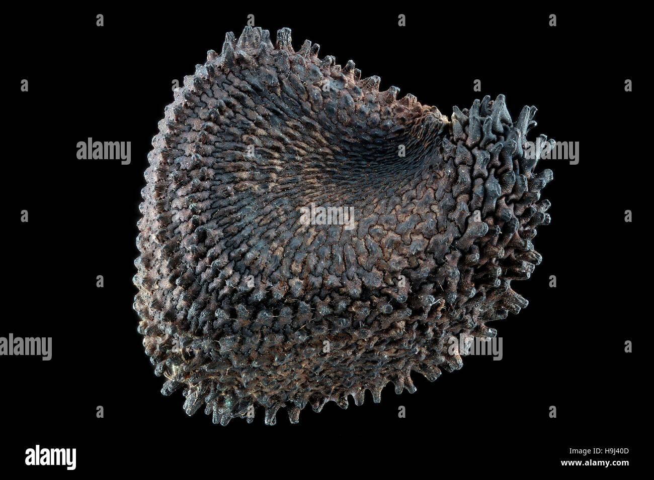 Agrostemma githago, mais cockle, Kornrade, sementi, vicino, della dimensione del seme 3 mm Foto Stock