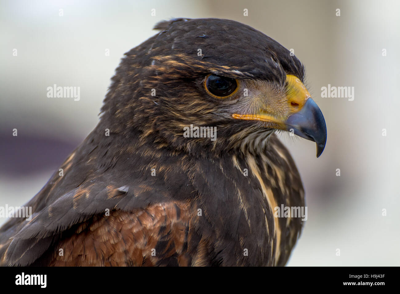 Close-Up di Eagle guardando lontano Foto Stock