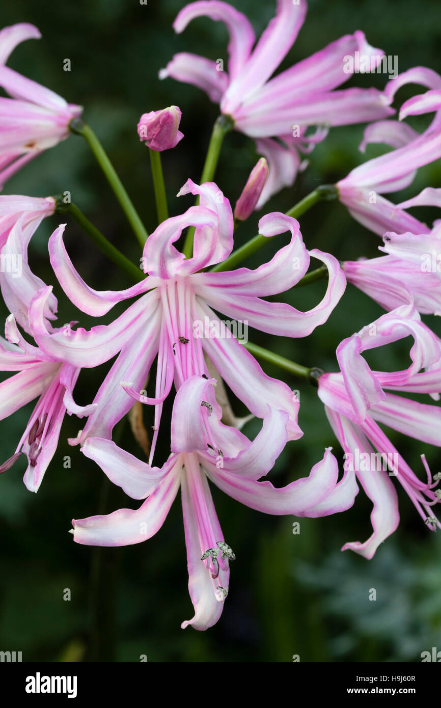 Chiaro e scuro fiori rosa della fioritura autunnale della lampadina, Nerine "Zelo Candystripe' Foto Stock