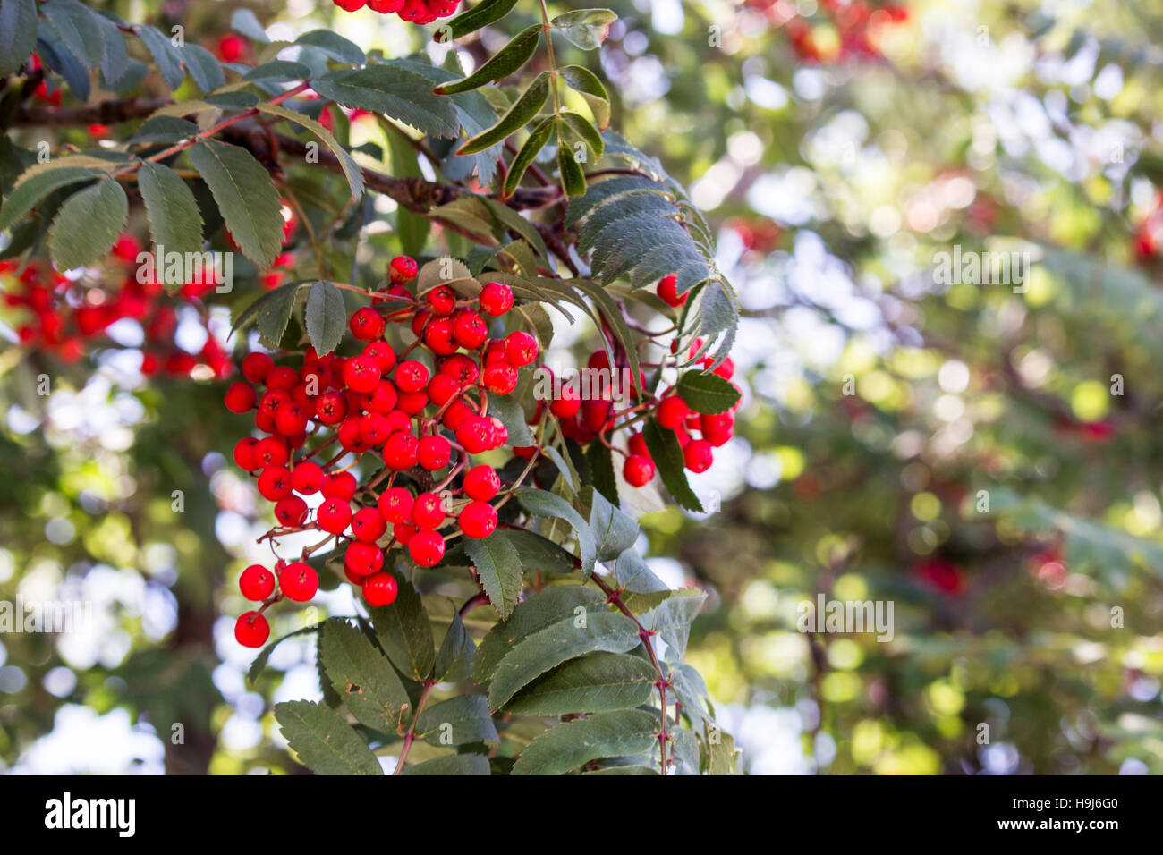 Holly Berry Tree Foto Stock