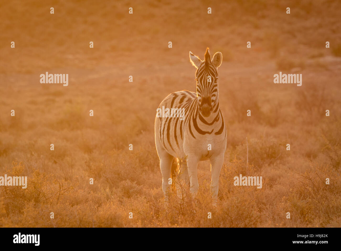 Zebra (Equus quagga burchellii) nel tardo pomeriggio di luce dorata Foto Stock