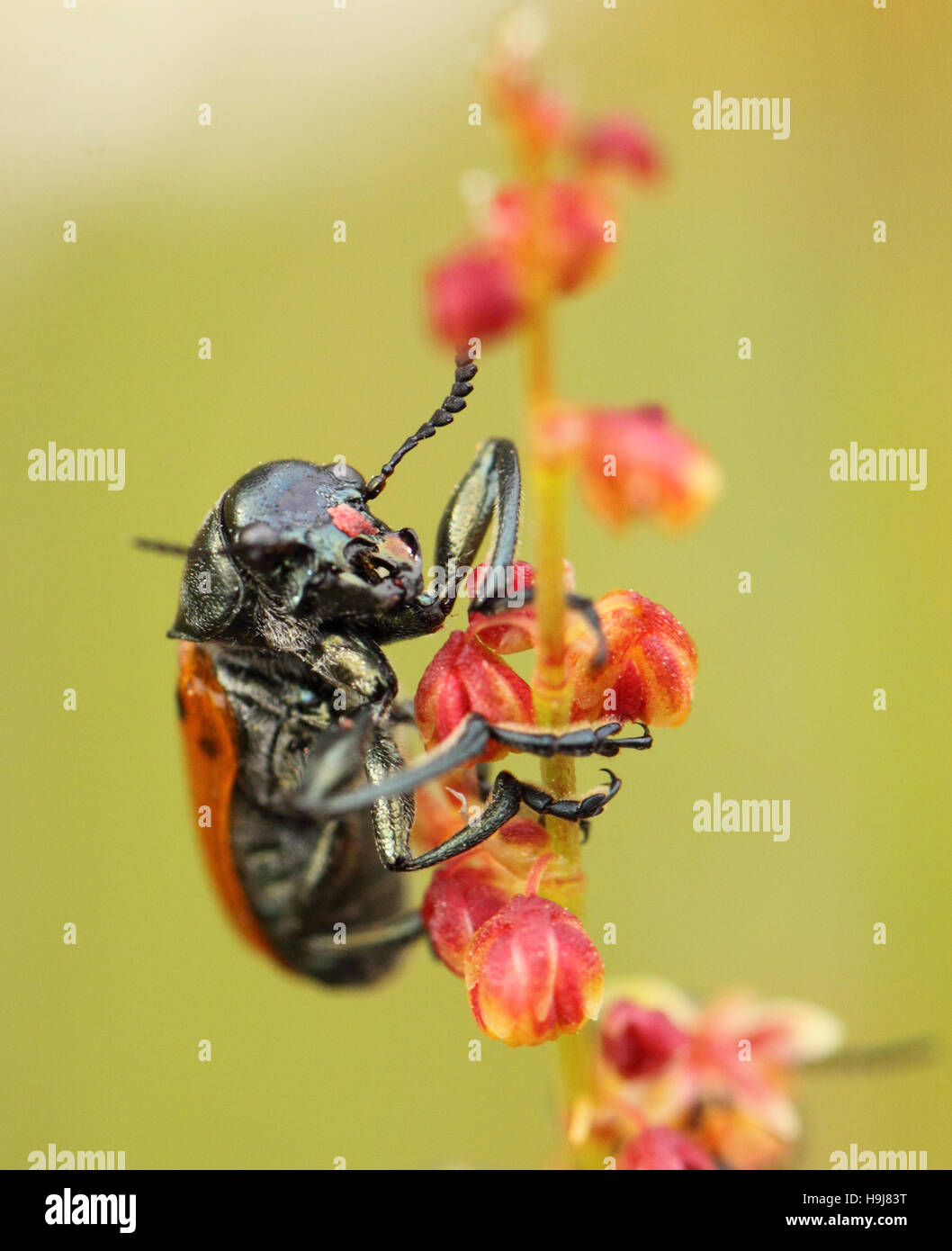 Beetle sei punti ta arroccato su un impianto, Lachnaia sexpunctata Foto Stock