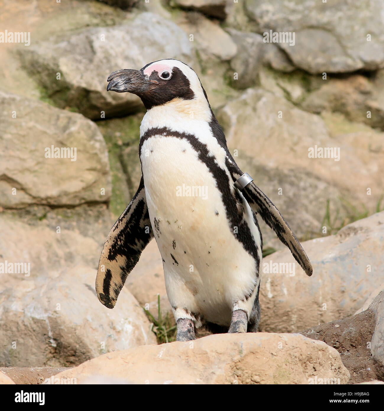 Nero footed penguin (Spheniscus demersus) in piedi su una roccia a.k.a. Africani o dei pinguini Jackass penguin. Foto Stock