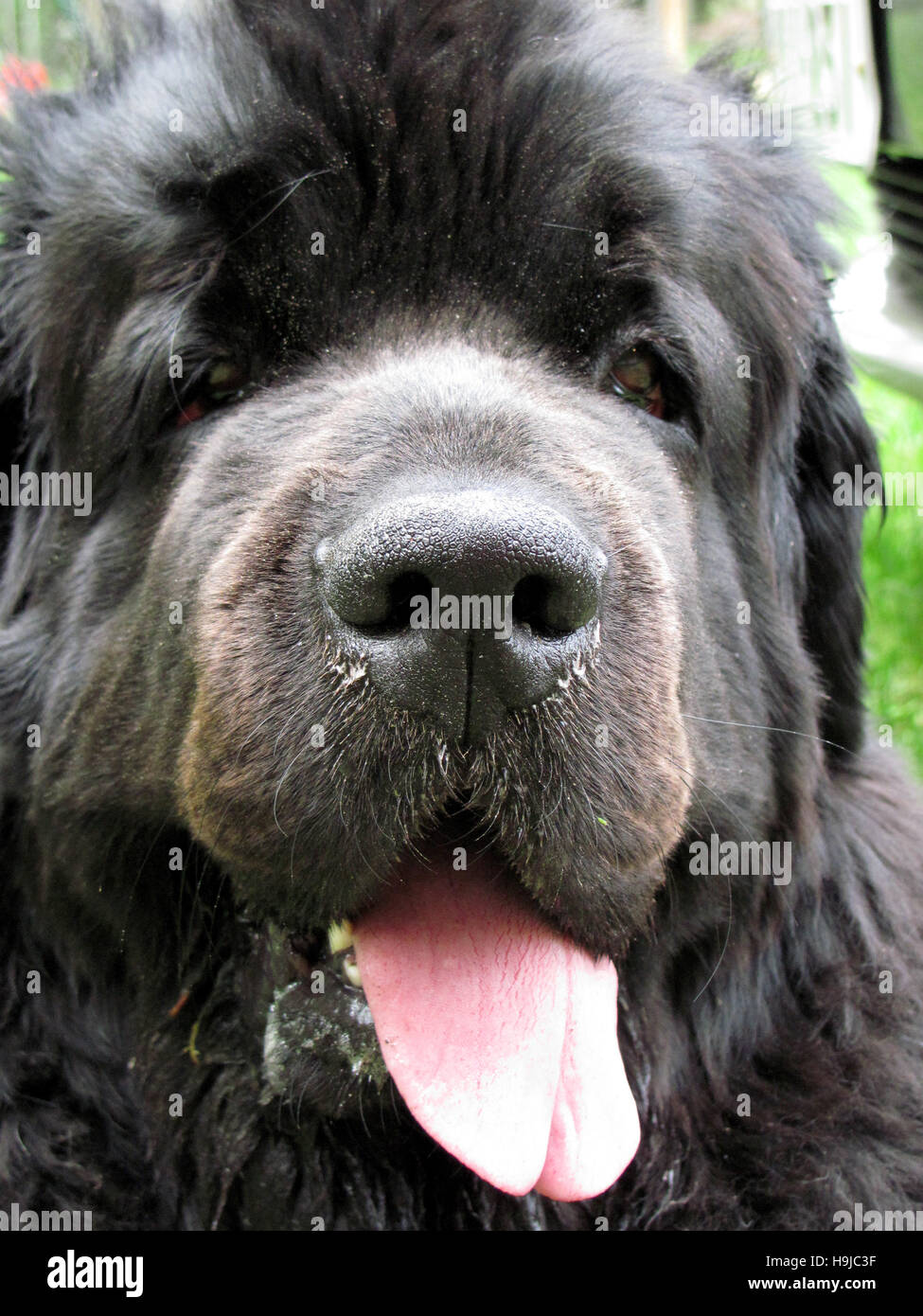 Ritratto di cane di Terranova Foto Stock