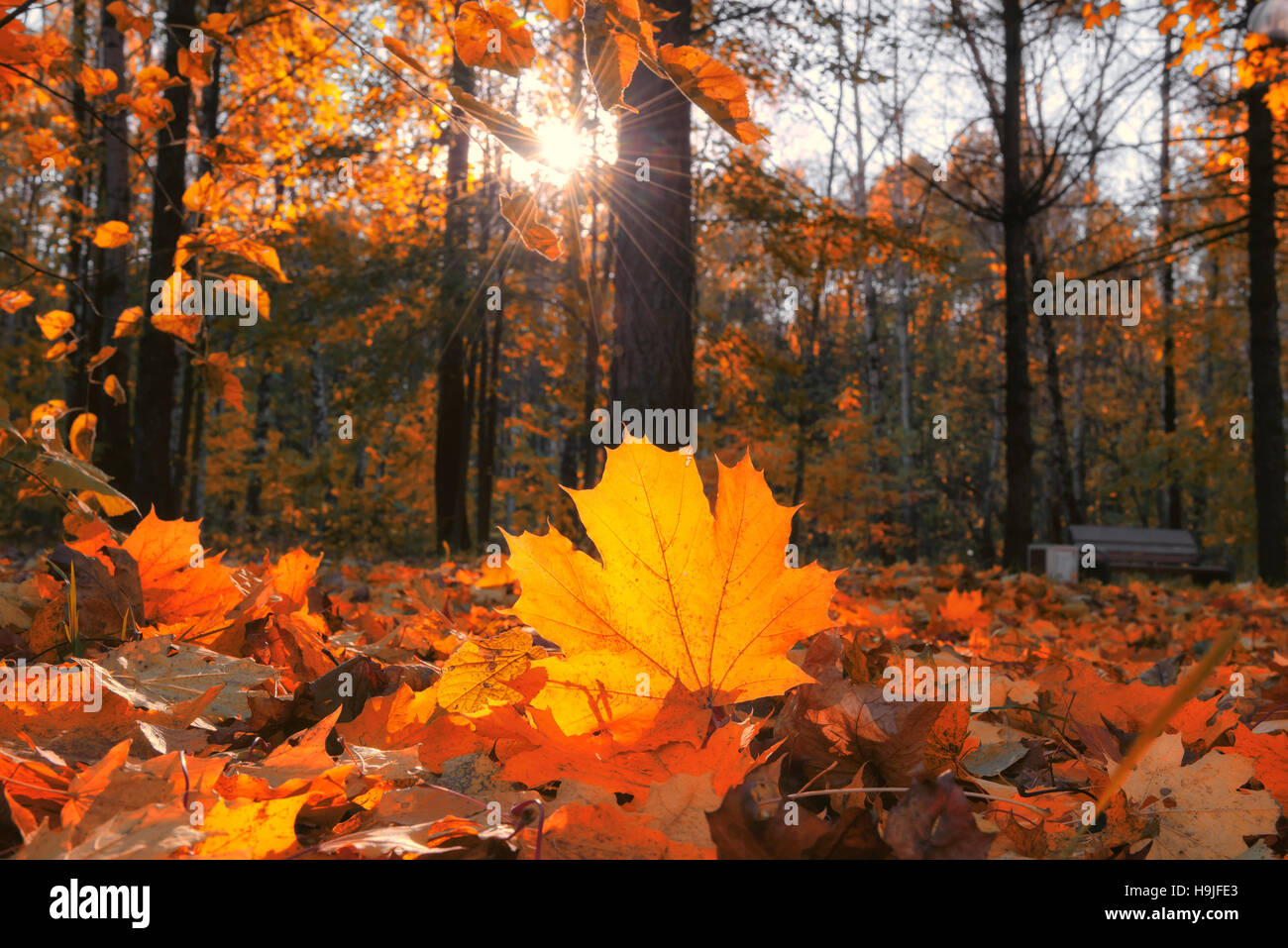 Oro foglie di acero con messa a fuoco morbida dello sfondo Foto Stock