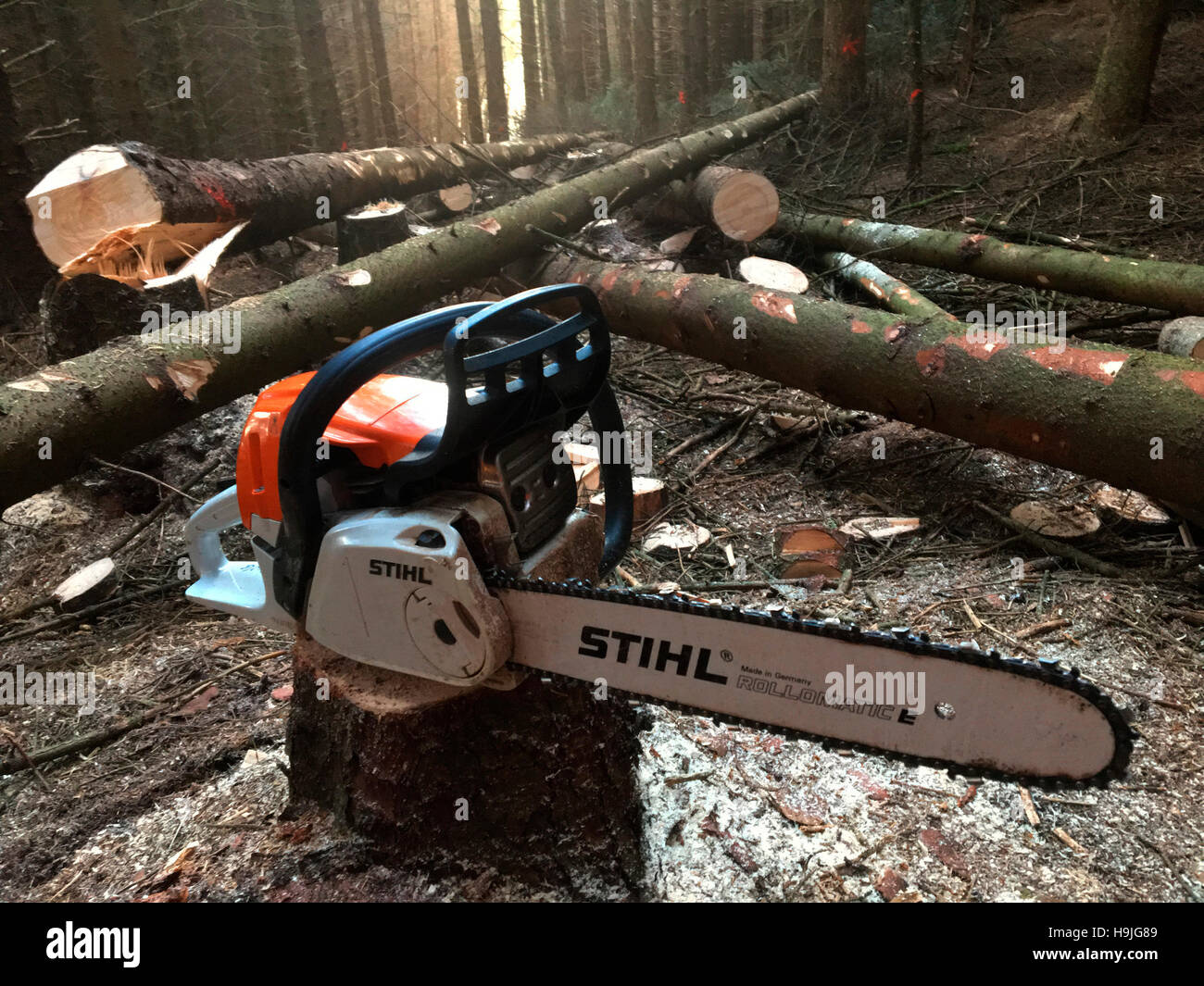 Stihl Bosco dimensioni nastro