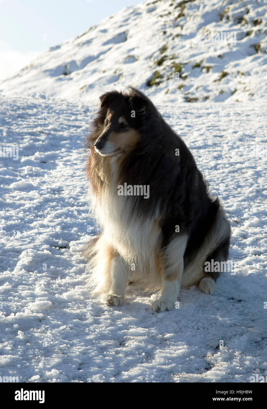 Rough Collie, seduto sulla neve, sulle colline Malvern, Worcestershire, Inghilterra, Regno Unito. Foto Stock