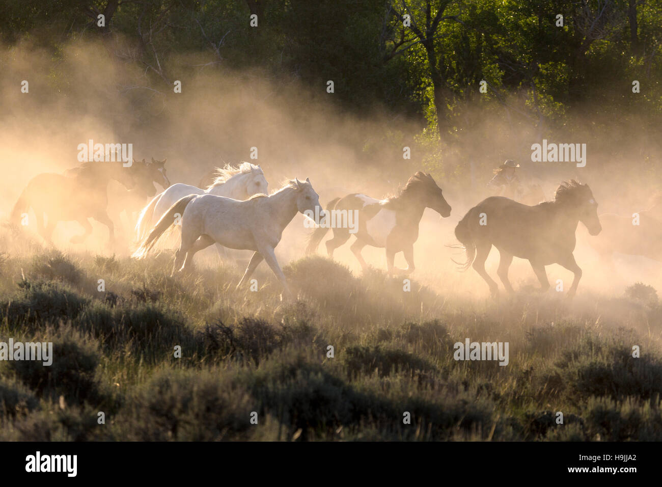WY01163-00...WYOMING - portando i cavalli al CM Ranch vicino a Dubois. (MR# S21) Foto Stock