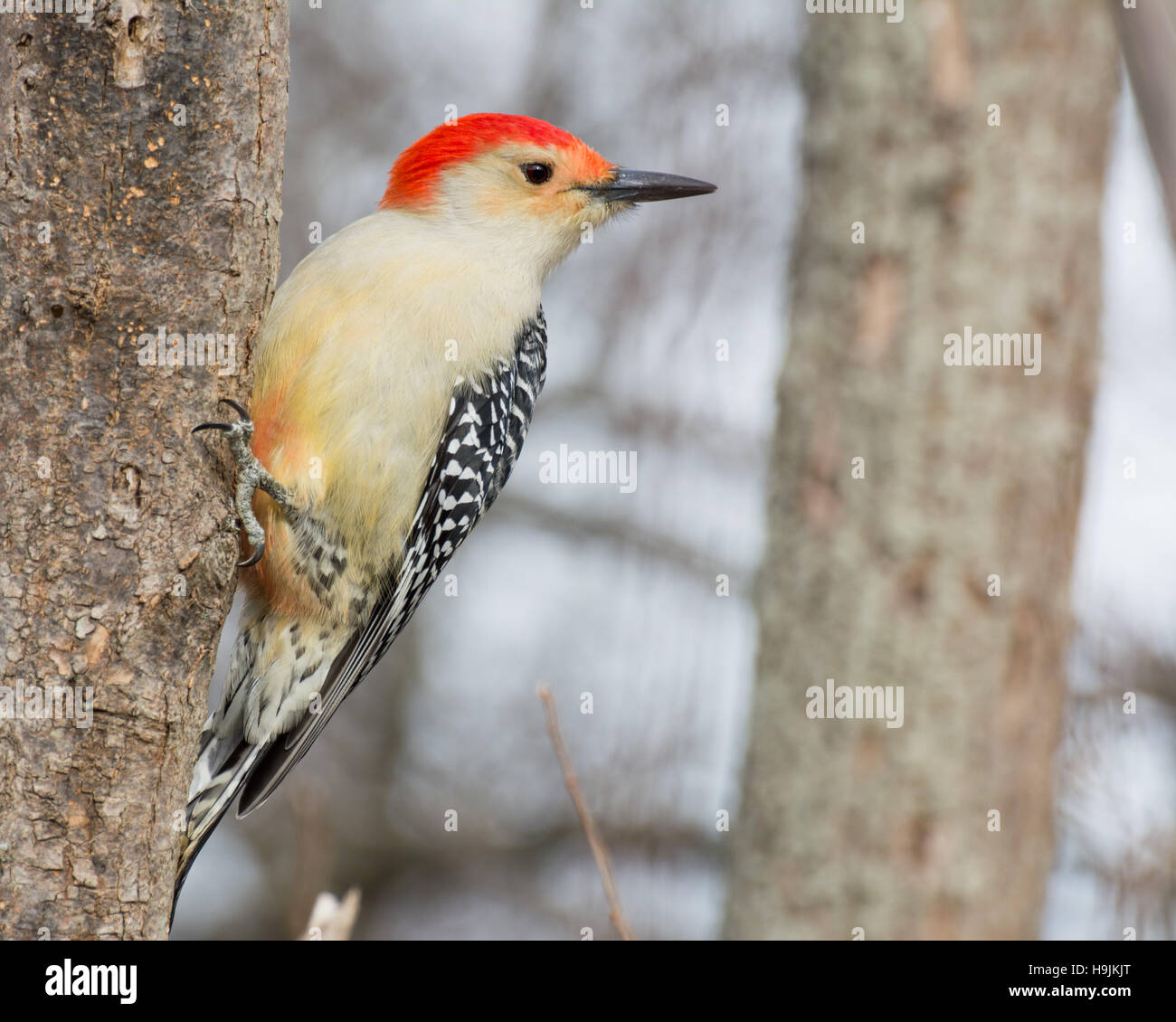 Maschio rosso-picchio panciuto mangiare semi di uccelli su un albero. Foto Stock