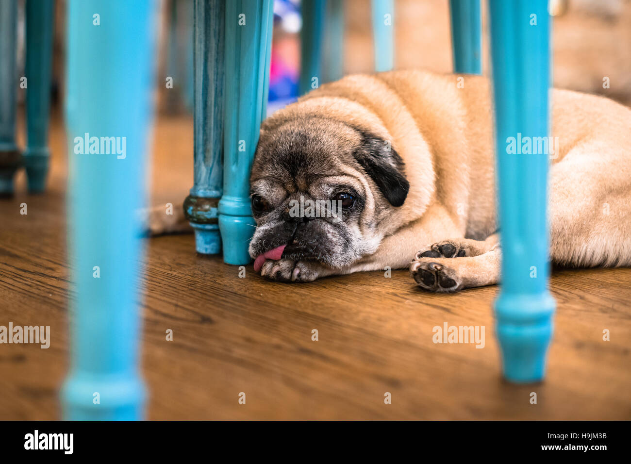 Un vecchio pug assume un pisolino sulla sala da pranzo pavimento sotto un turchese colorato tavolo Foto Stock